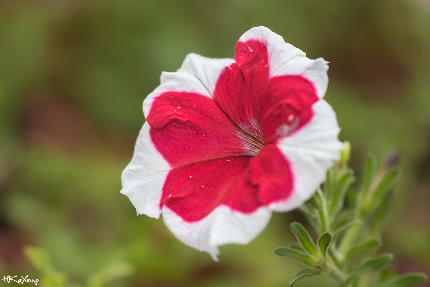Sigma 150mm f/2.8 EX DG OS HSM APO Macro sample photo. Petunia 1 photography