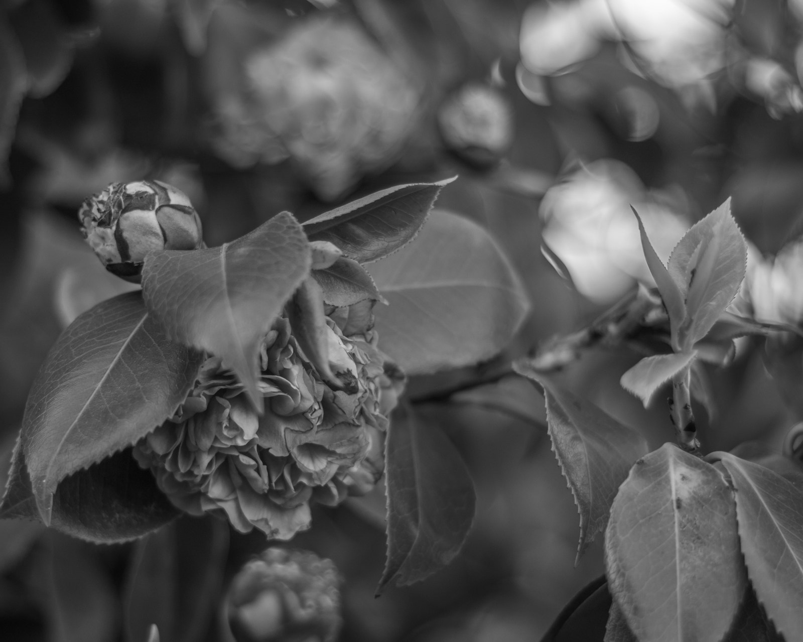 Canon EOS 760D (EOS Rebel T6s / EOS 8000D) sample photo. Floral photography