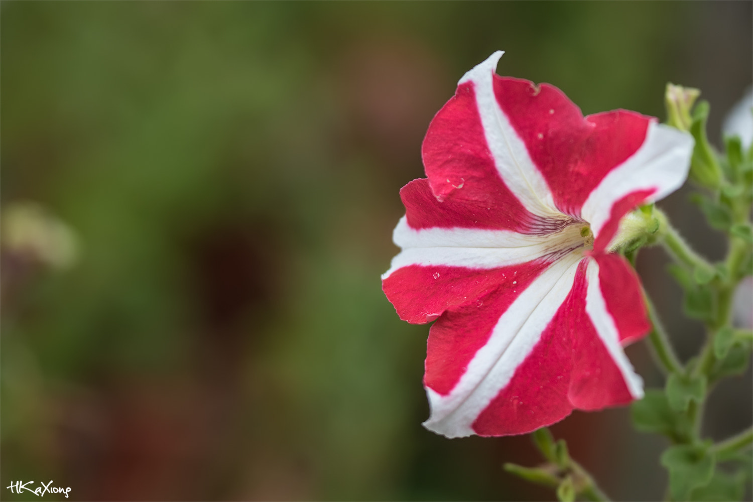 Sigma 150mm f/2.8 EX DG OS HSM APO Macro sample photo. Petunia 2 photography