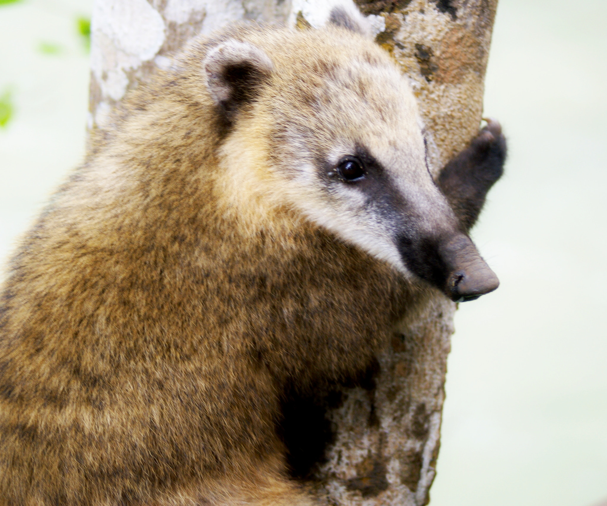 Sony 75-300mm F4.5-5.6 sample photo. Iguazu photography