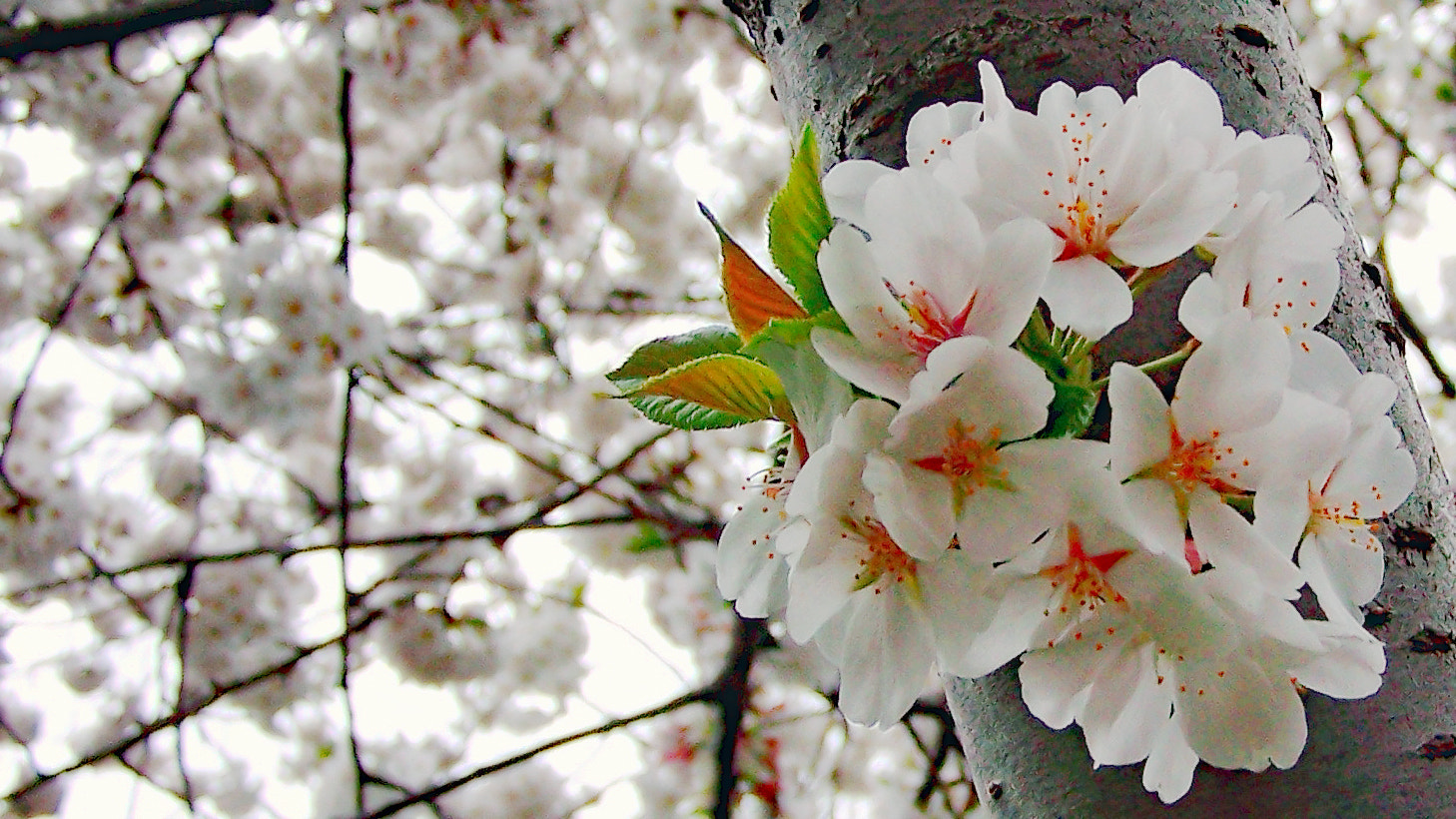 Kodak DX7590 ZOOM DIGITAL CAMERA sample photo. Cherry trunk photography