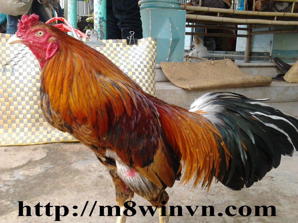 Da ga cua sat truc tuyen