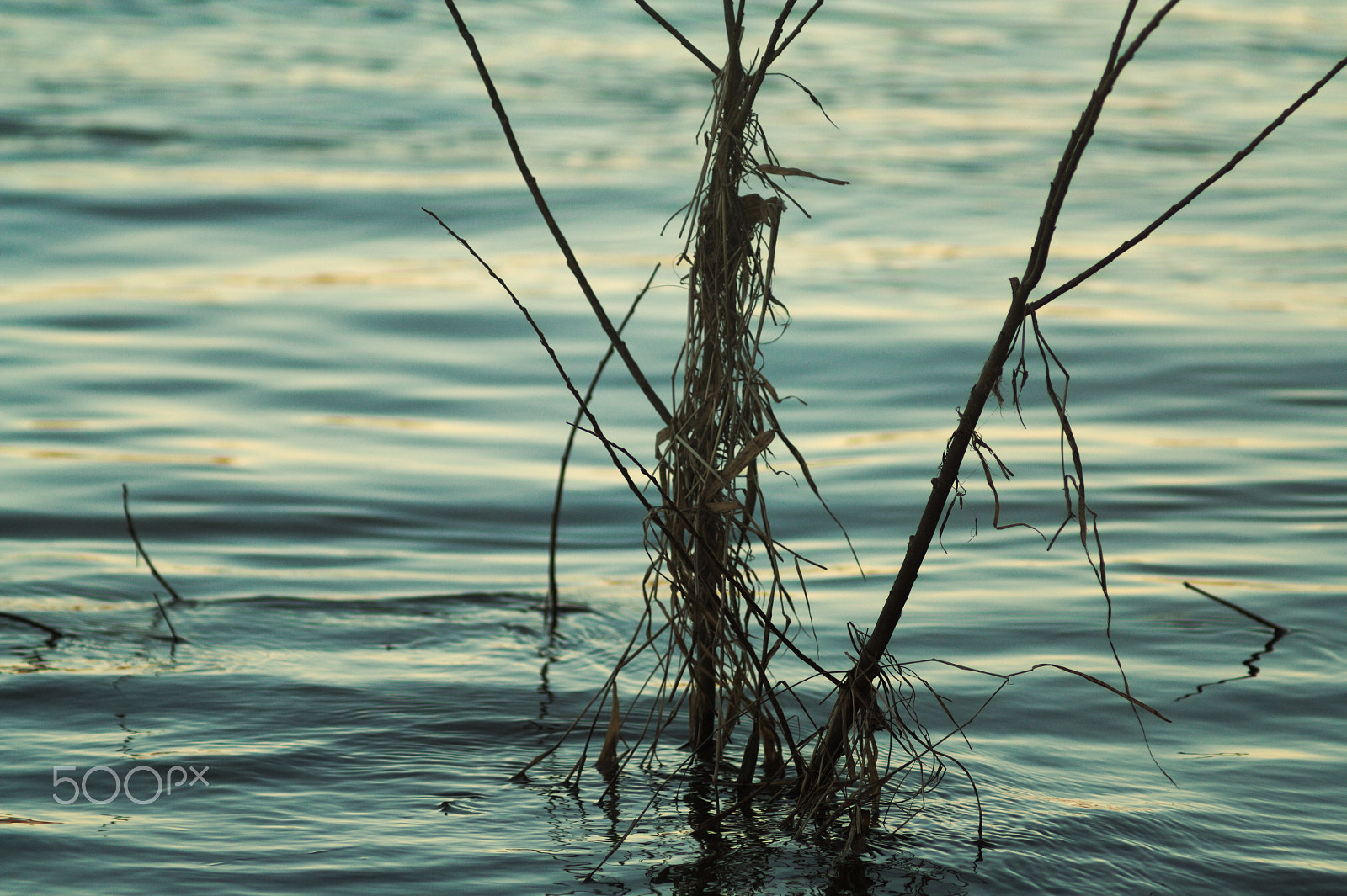 Canon EF 35-80mm f/4-5.6 sample photo. Lonely plant on the river photography