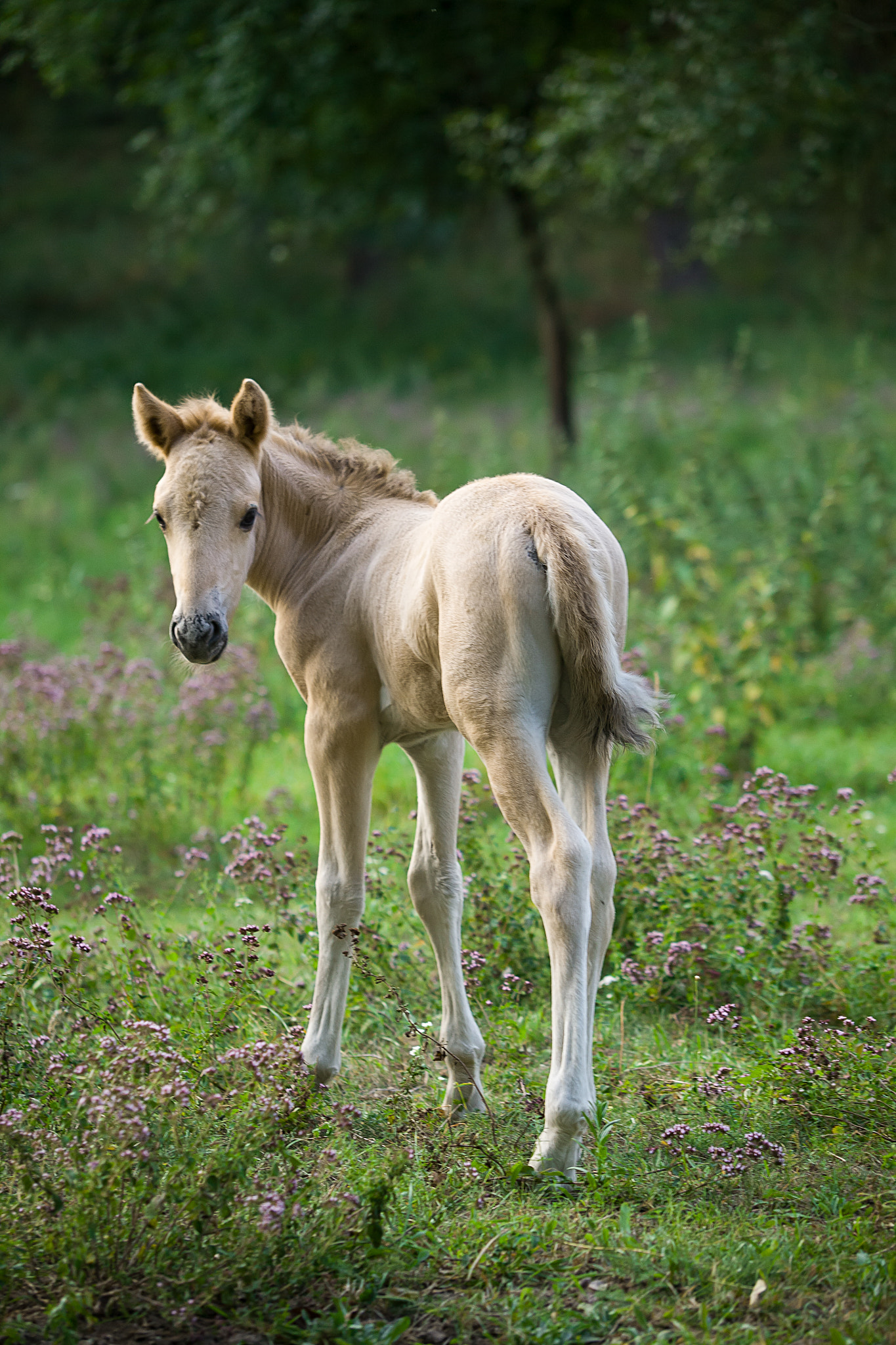 Canon EF 35-350mm F3.5-5.6L USM sample photo. Junger konik photography
