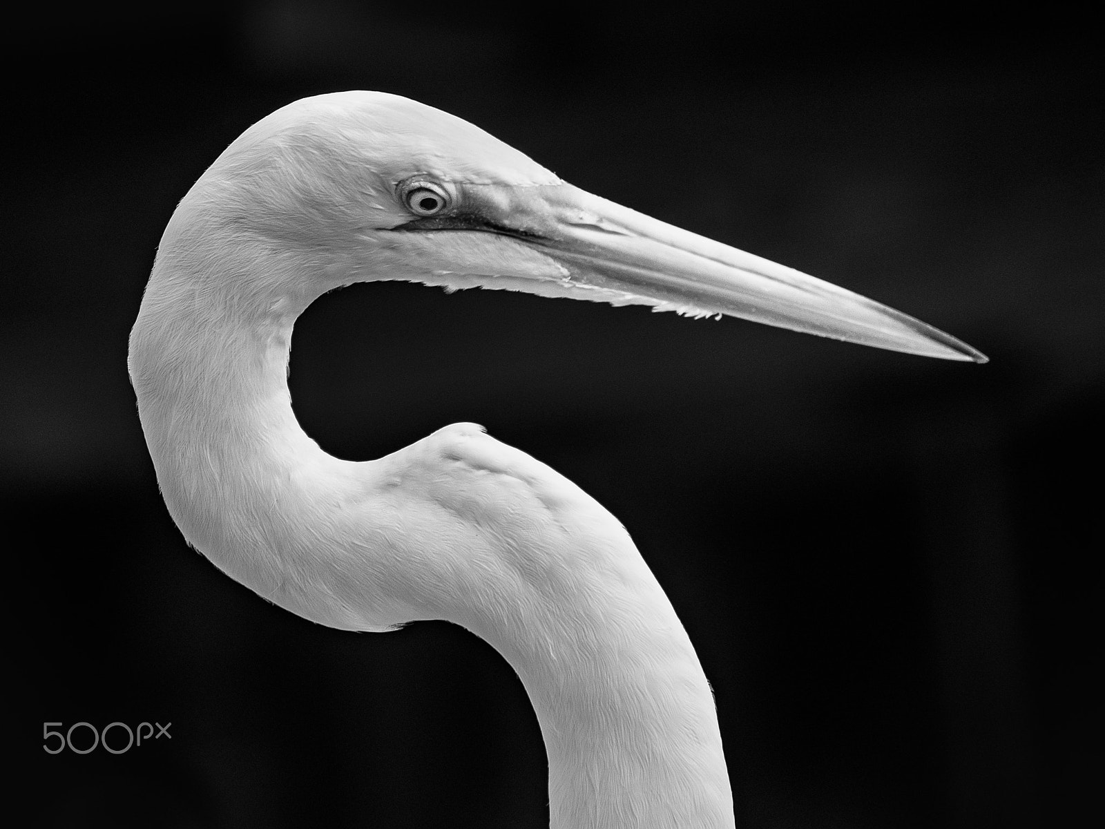 Olympus OM-D E-M1 sample photo. Great egret bird portrait photography