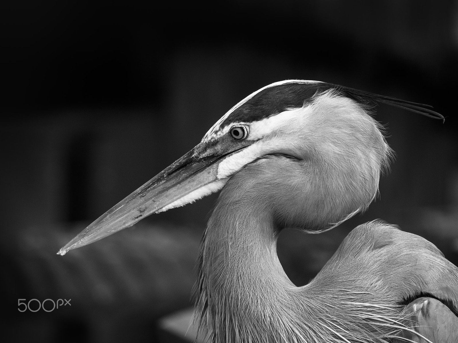 Olympus OM-D E-M1 sample photo. Great blue heron bird portrait photography