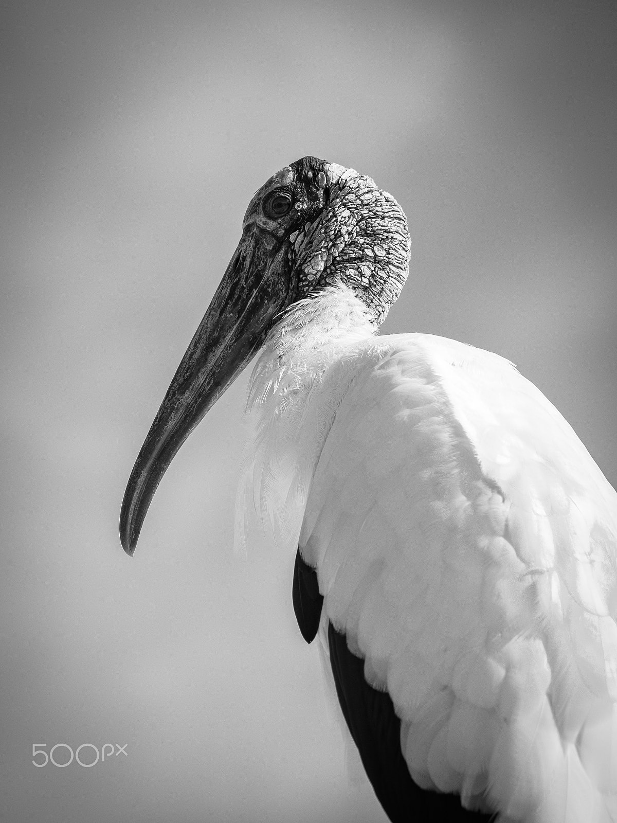 Olympus OM-D E-M1 sample photo. Bird in black&white photography