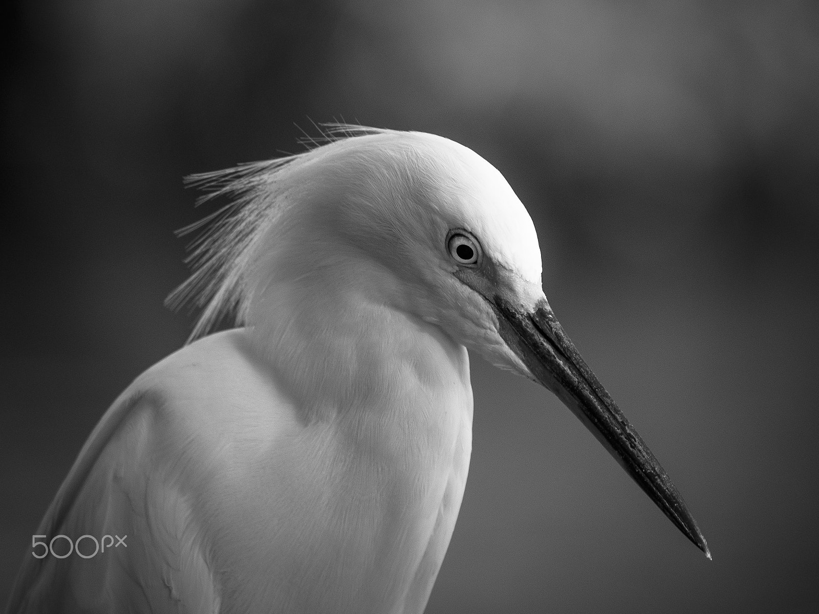 Panasonic Lumix G Vario 100-300mm F4-5.6 OIS sample photo. Snowy egret bird portrait photography
