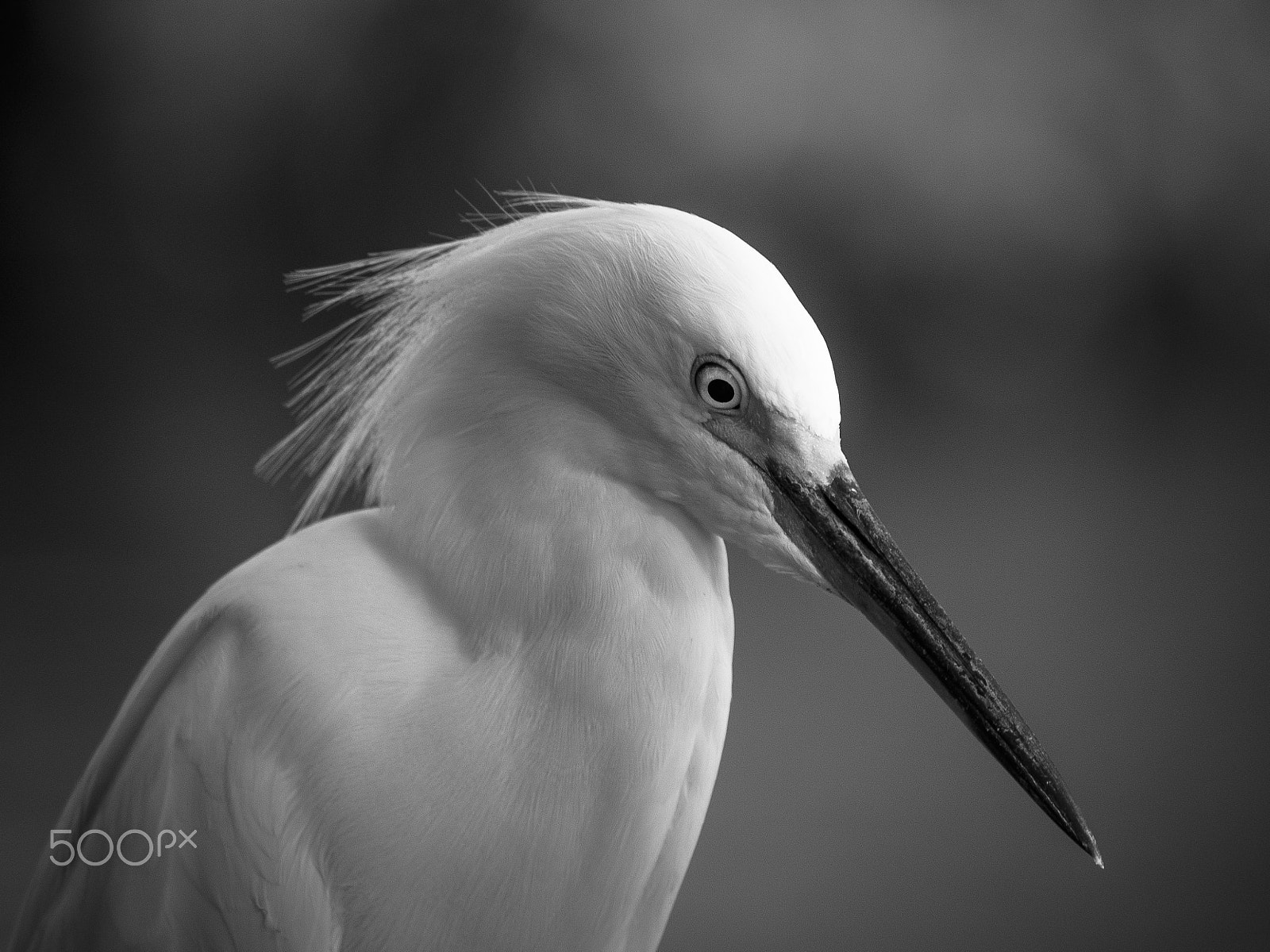 Olympus OM-D E-M1 sample photo. Snowy egret bird portrait photography