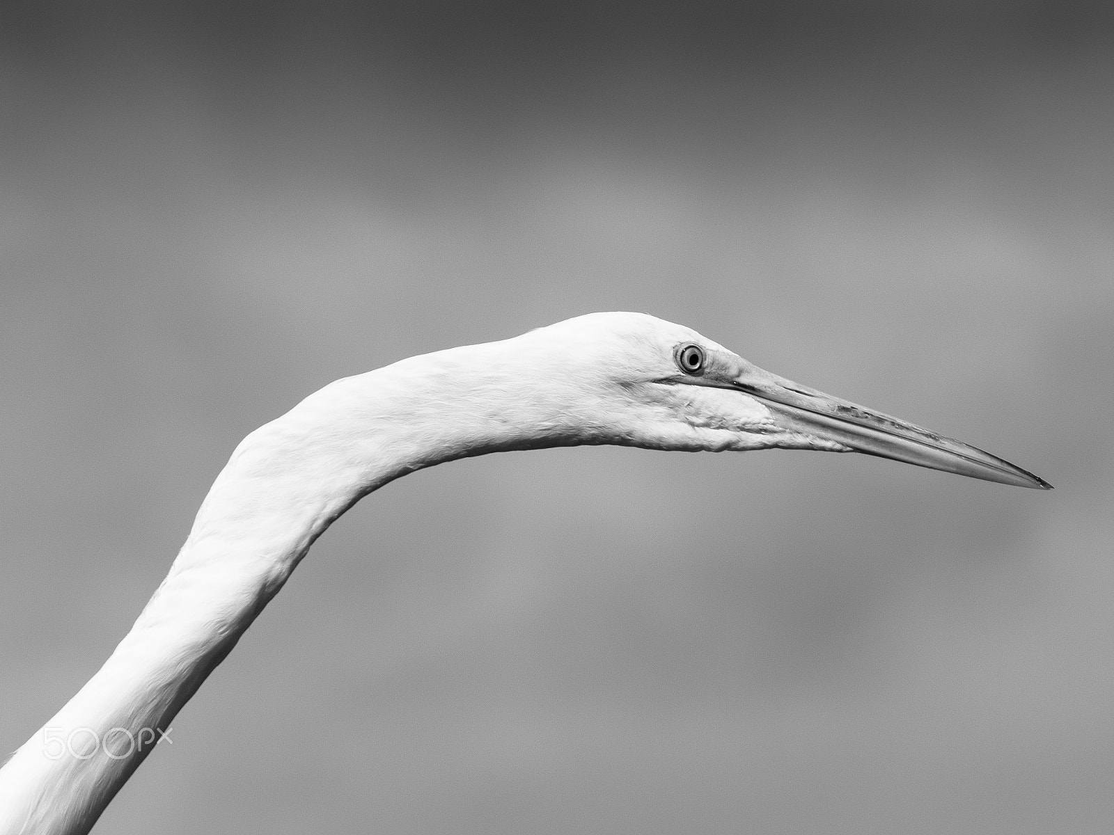 Olympus OM-D E-M1 sample photo. Great egret bird portrait photography
