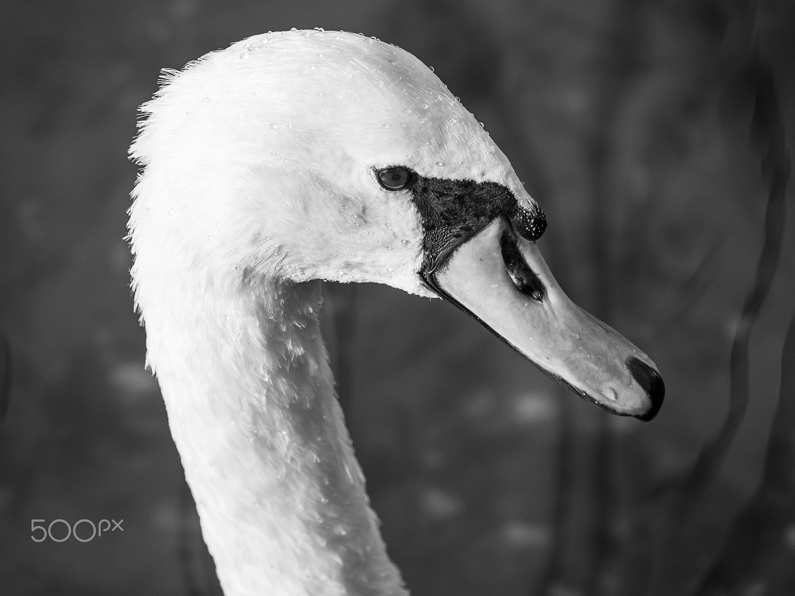Panasonic Lumix G Vario 100-300mm F4-5.6 OIS sample photo. Beautiful swan bird portrait photography