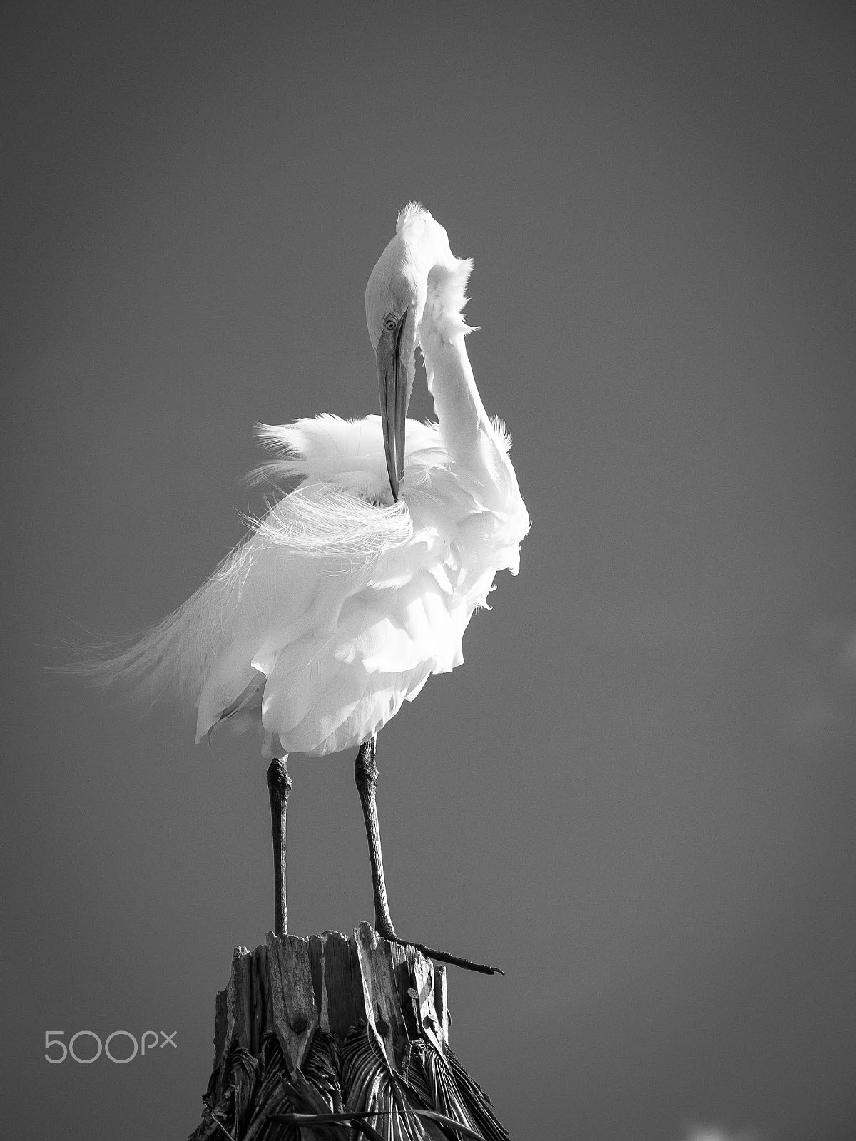 Panasonic Lumix G Vario 100-300mm F4-5.6 OIS sample photo. Great egret bird portrait photography
