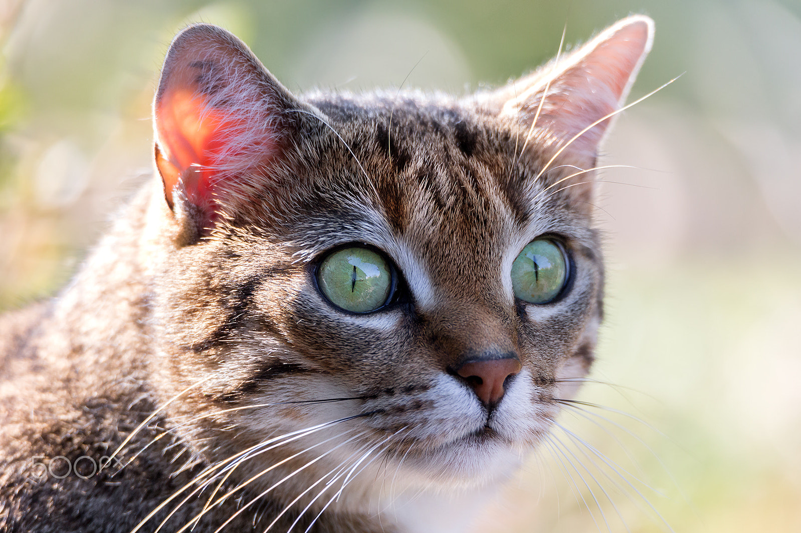 Tamron SP 150-600mm F5-6.3 Di VC USD sample photo. Miko portrait photography