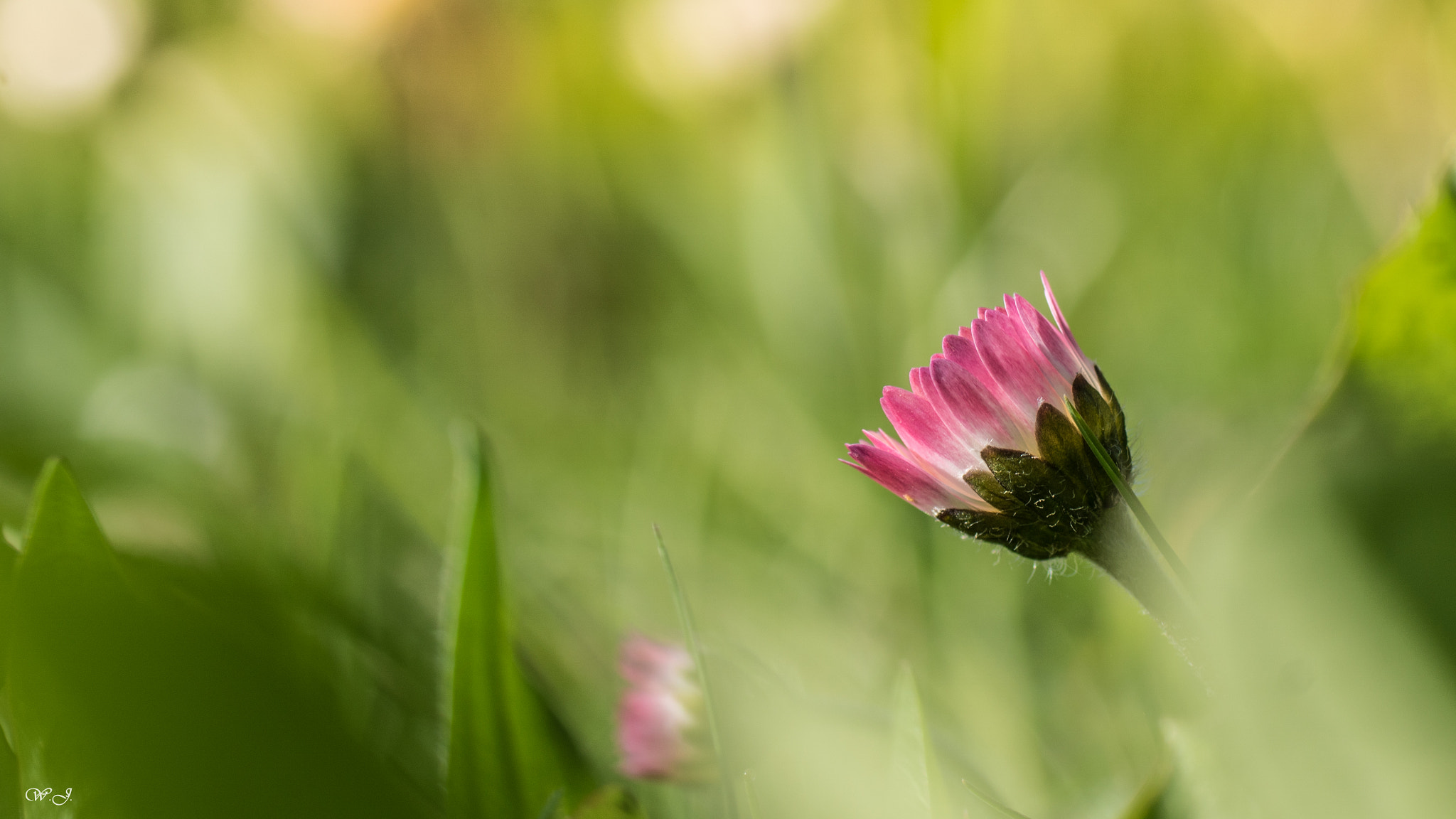 Sony ILCA-77M2 + Tamron SP AF 90mm F2.8 Di Macro sample photo. Pink spot photography