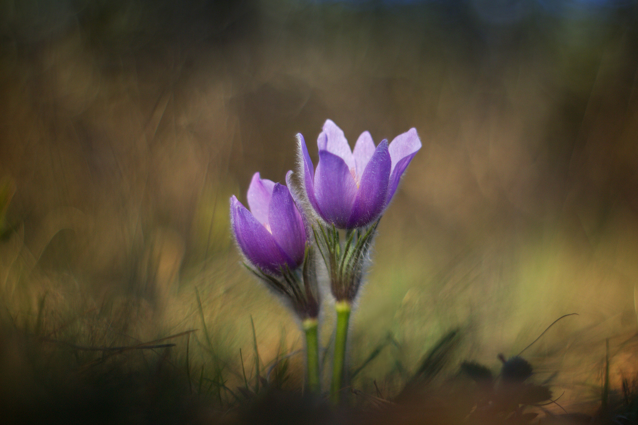 Canon EF 35-80mm f/4-5.6 sample photo. Pasque flower photography