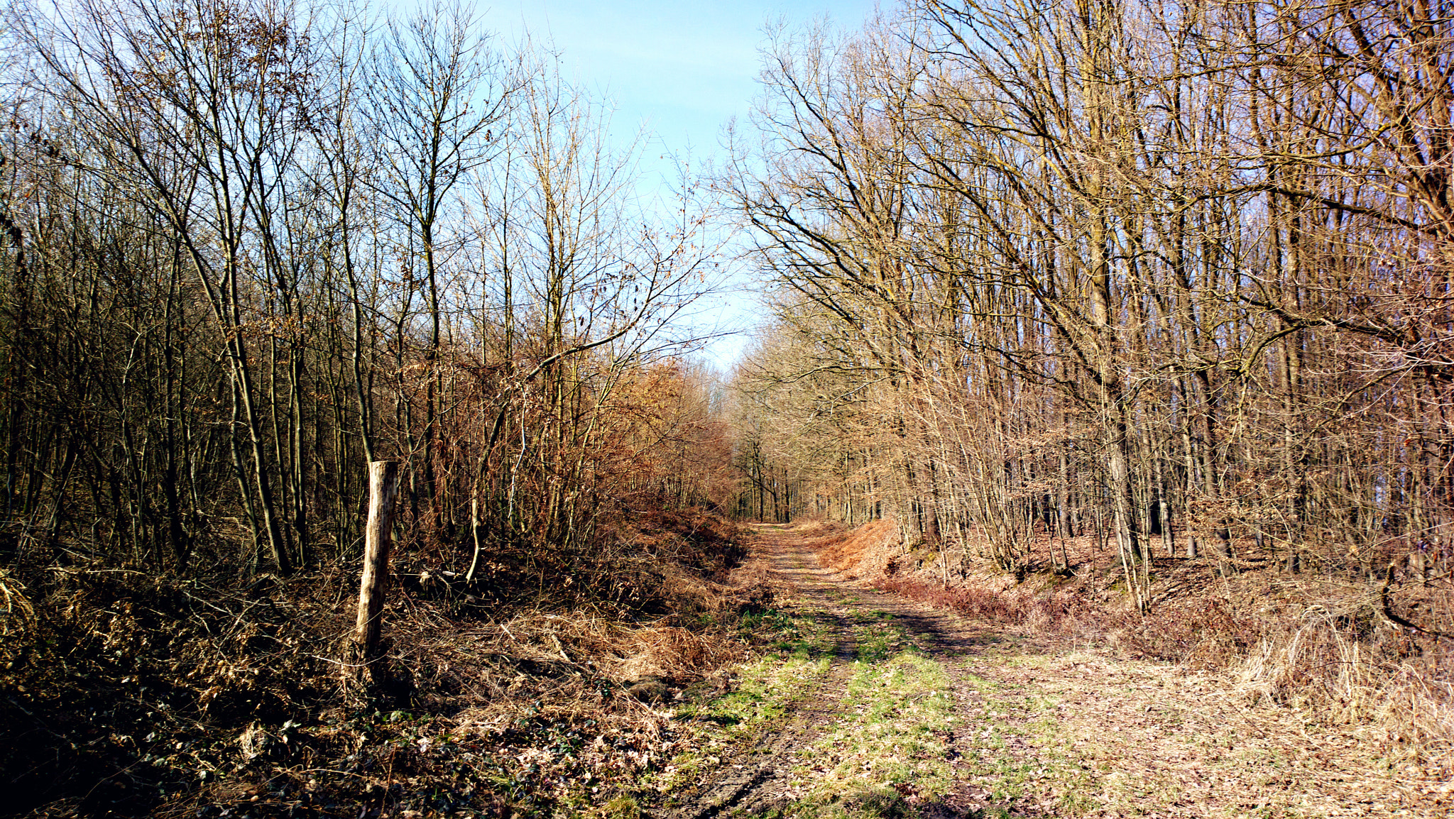 Nokia 808 PureView sample photo. Forest path photography