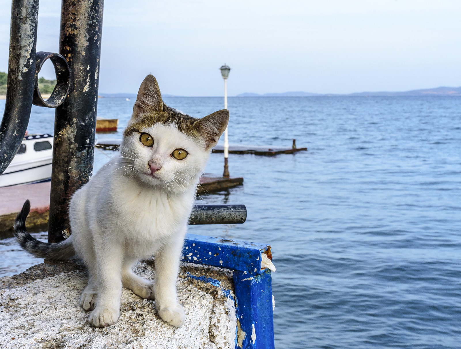 Nikon D750 + Nikon AF-S Nikkor 35mm F1.8G ED sample photo. Cat look photography