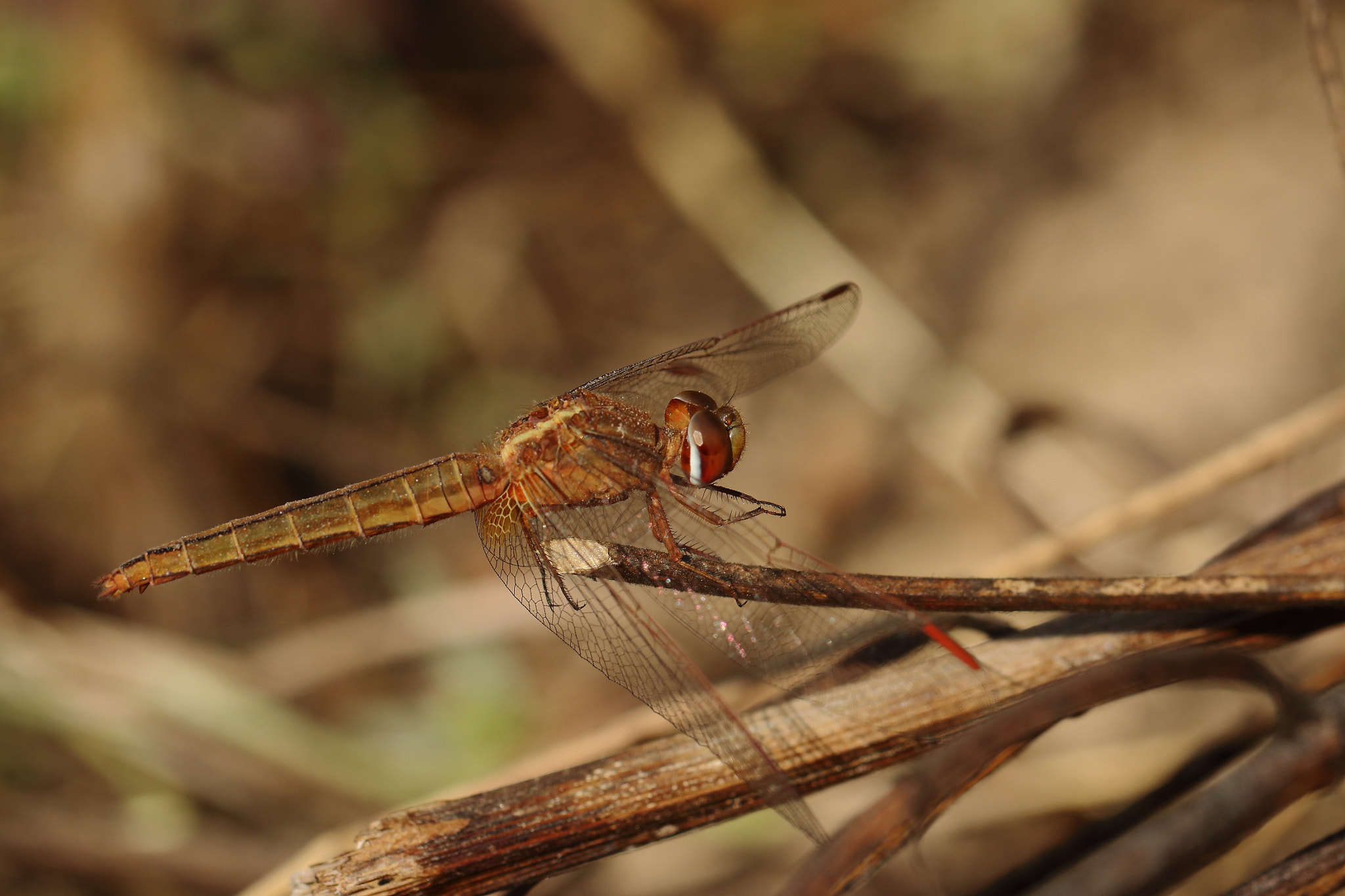 Canon EF 100mm F2.8L Macro IS USM sample photo. Study in brown... photography