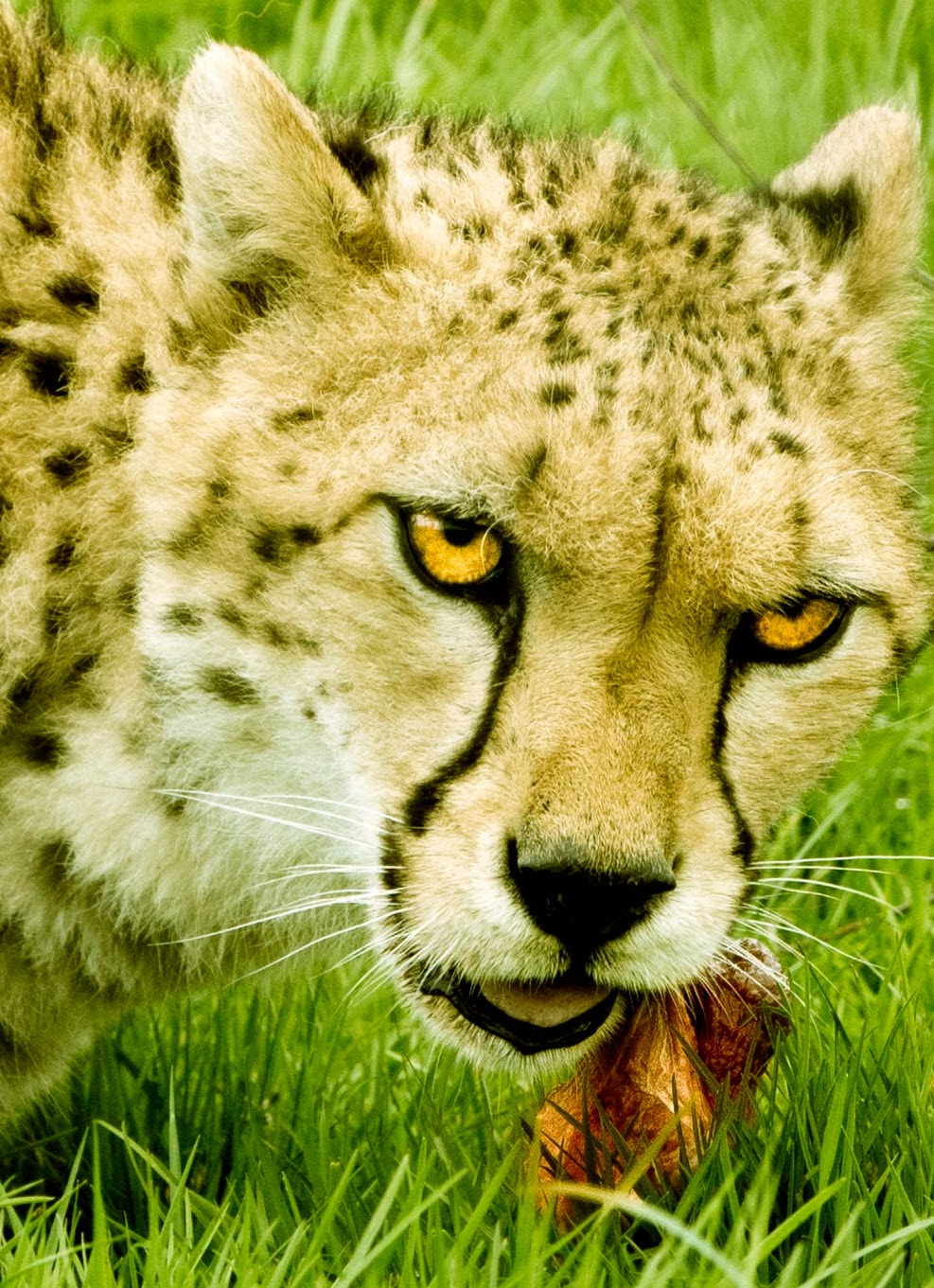 Canon EOS 5DS R sample photo. Cheetah  photography