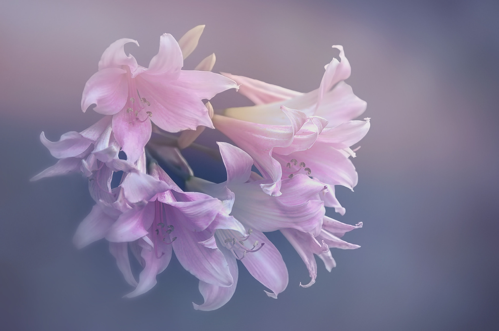 Canon EF 70-200mm F2.8L IS II USM sample photo. Botanic garden photography