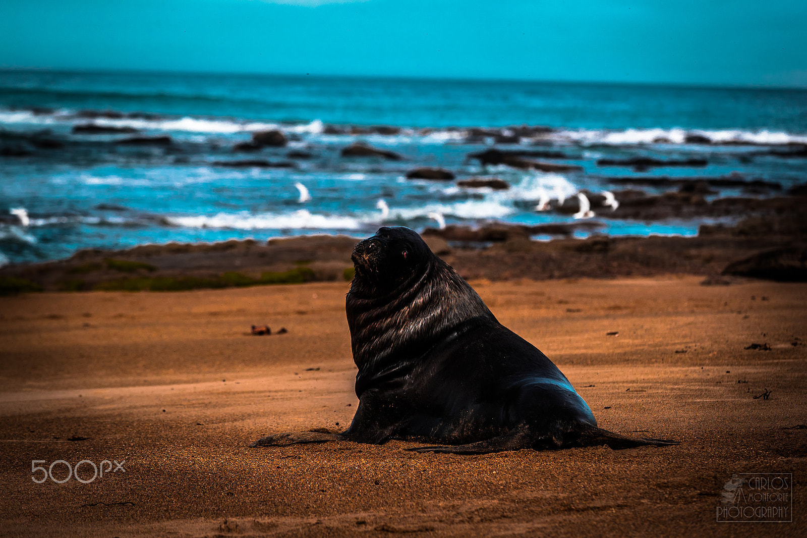Canon EOS-1D X Mark II sample photo. Sea lyon photography