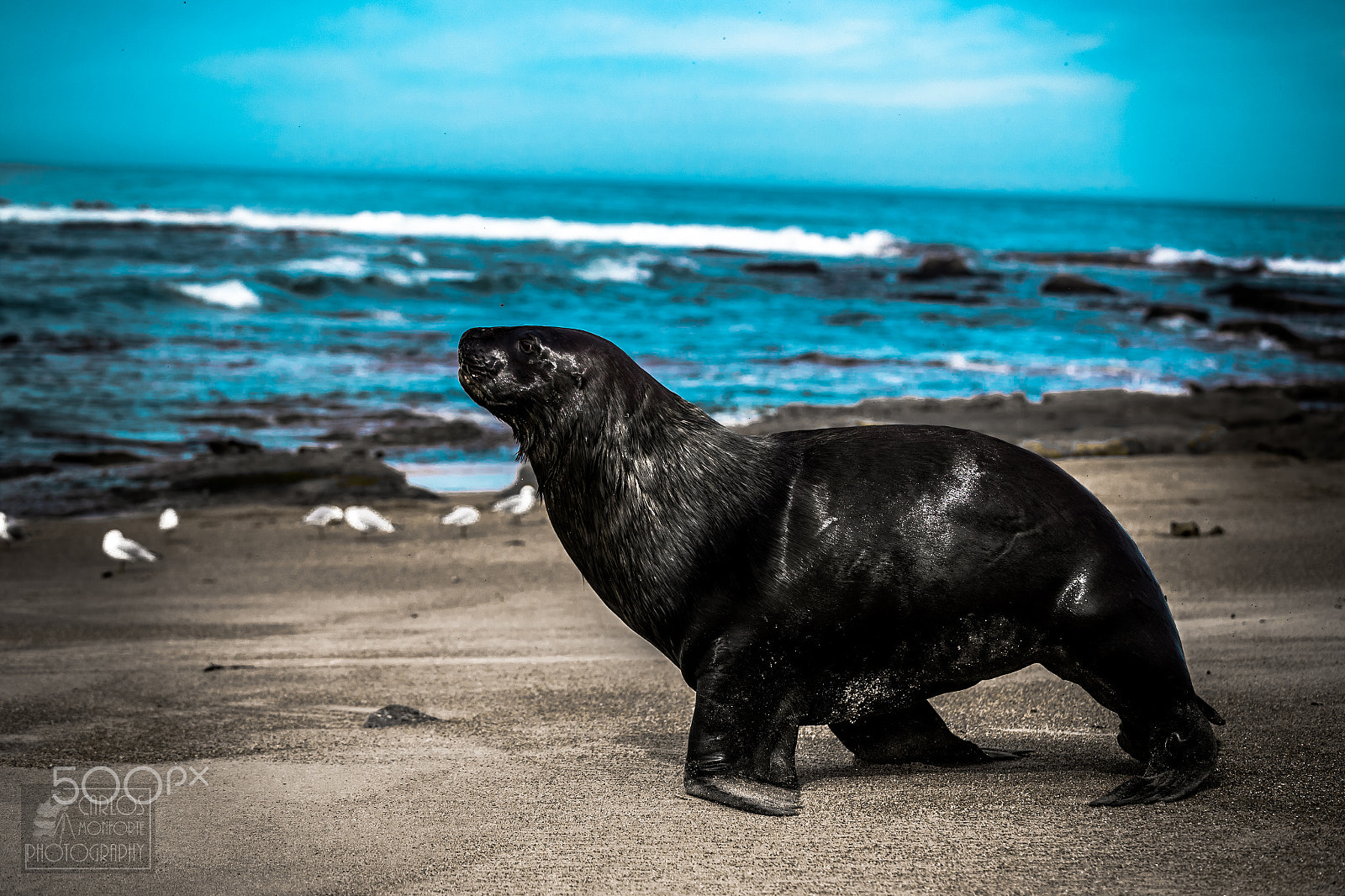 Canon EOS-1D X Mark II sample photo. Sea lyon photography
