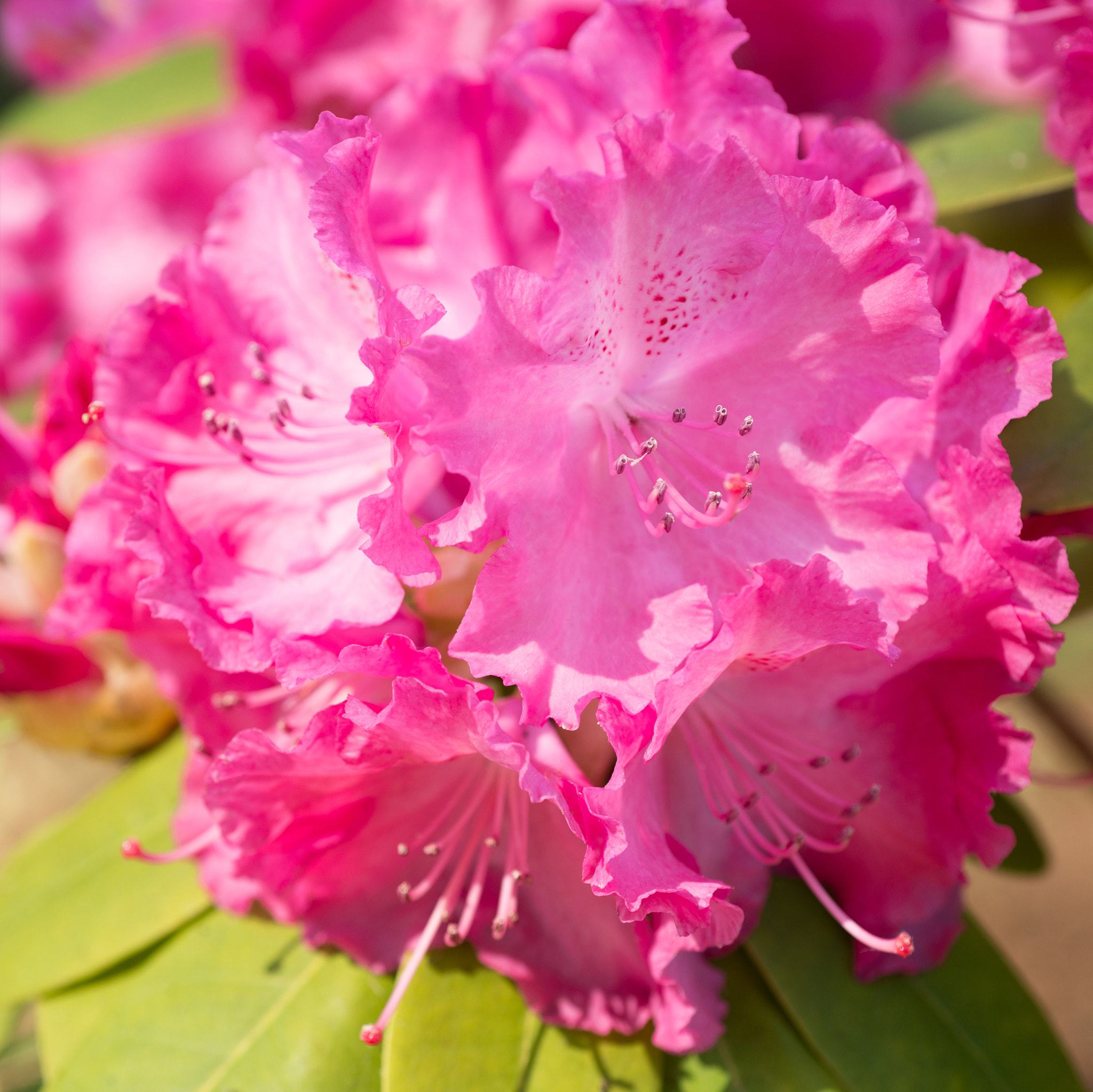 Nikon D800 + Nikon AF Micro-Nikkor 60mm F2.8D sample photo. Pink rhododendron photography