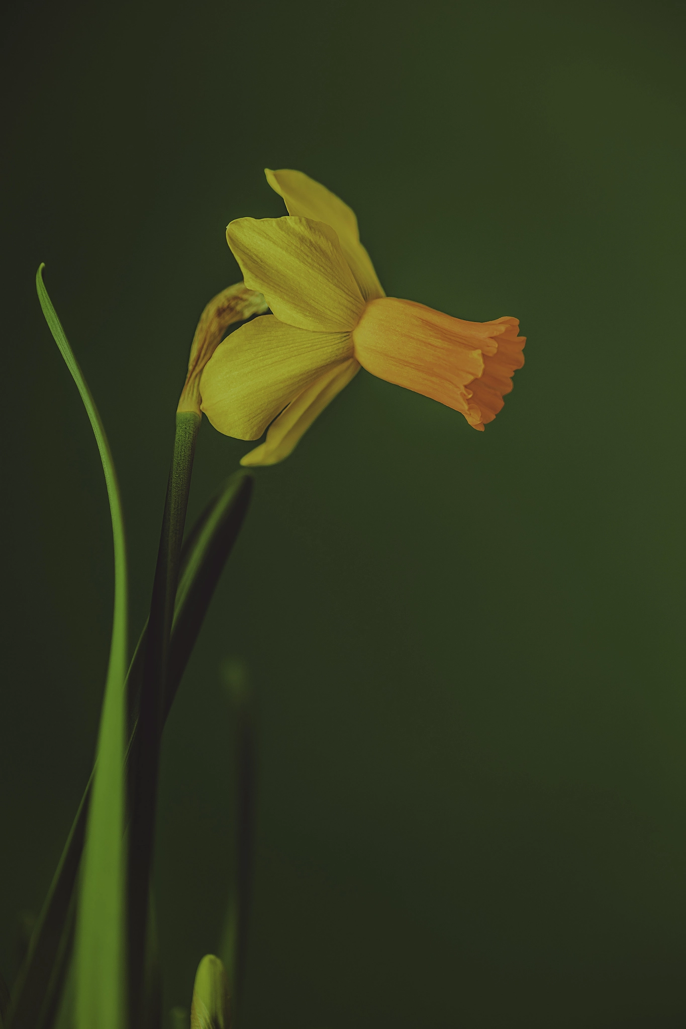 Sigma 105mm F2.8 EX DG OS HSM sample photo. Daffodil01 photography