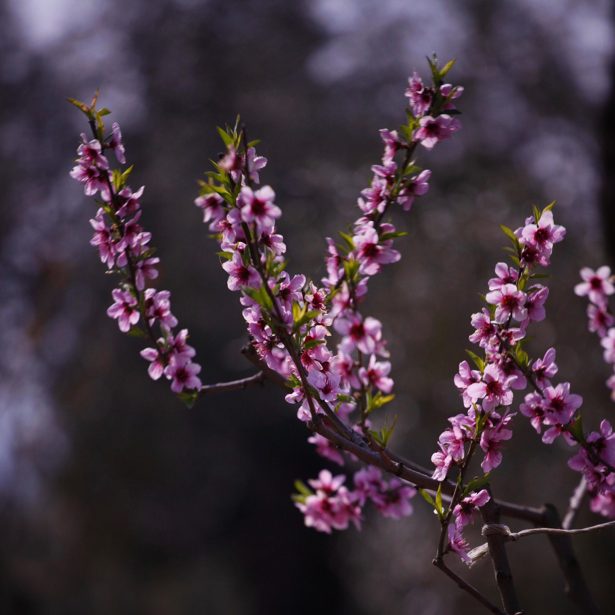 Canon EF 70-200mm F4L USM sample photo