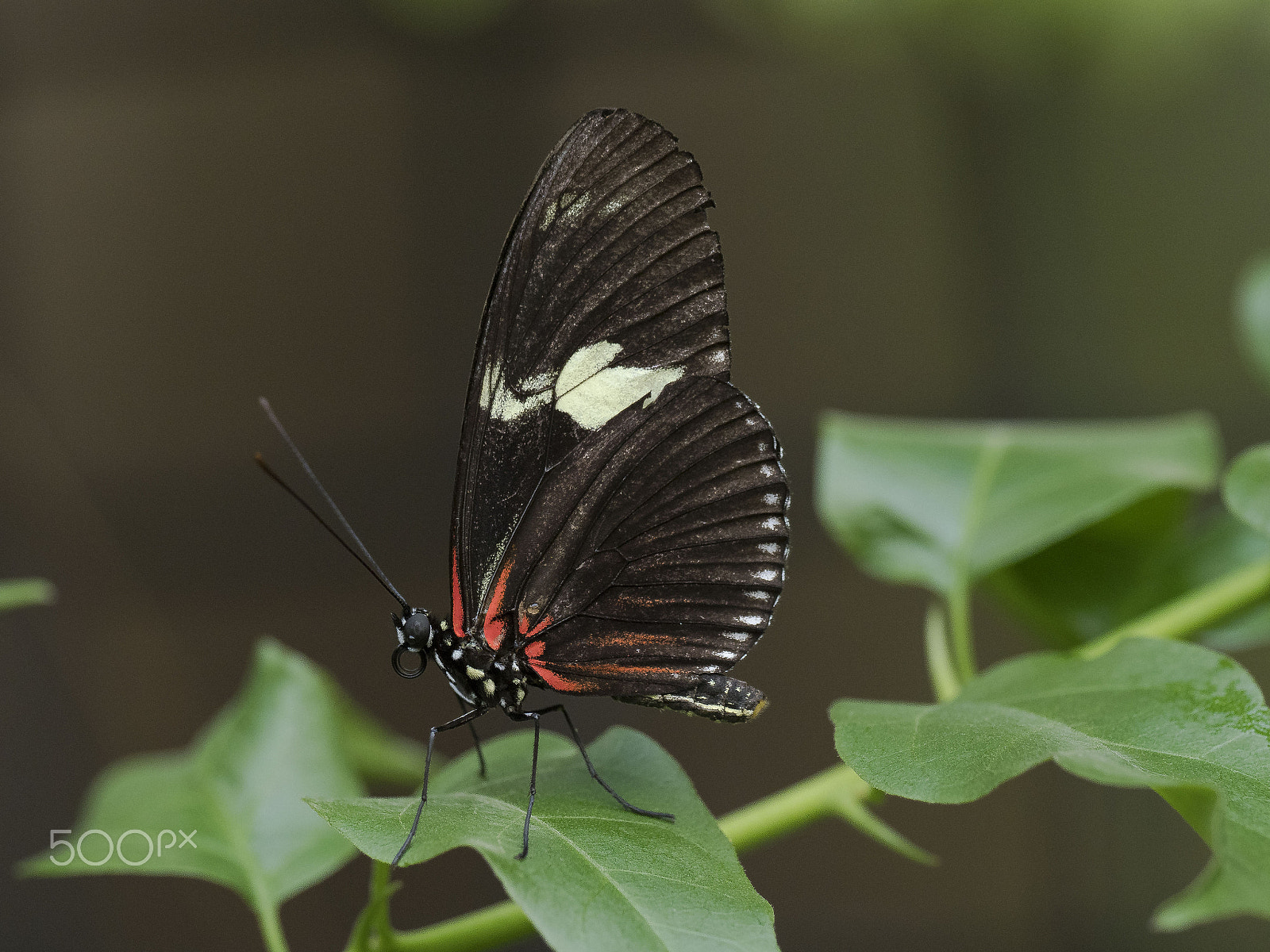 Olympus OM-D E-M1 Mark II + OLYMPUS M.300mm F4.0 sample photo. Gewöhnlicher parides (parides iphidamus) photography