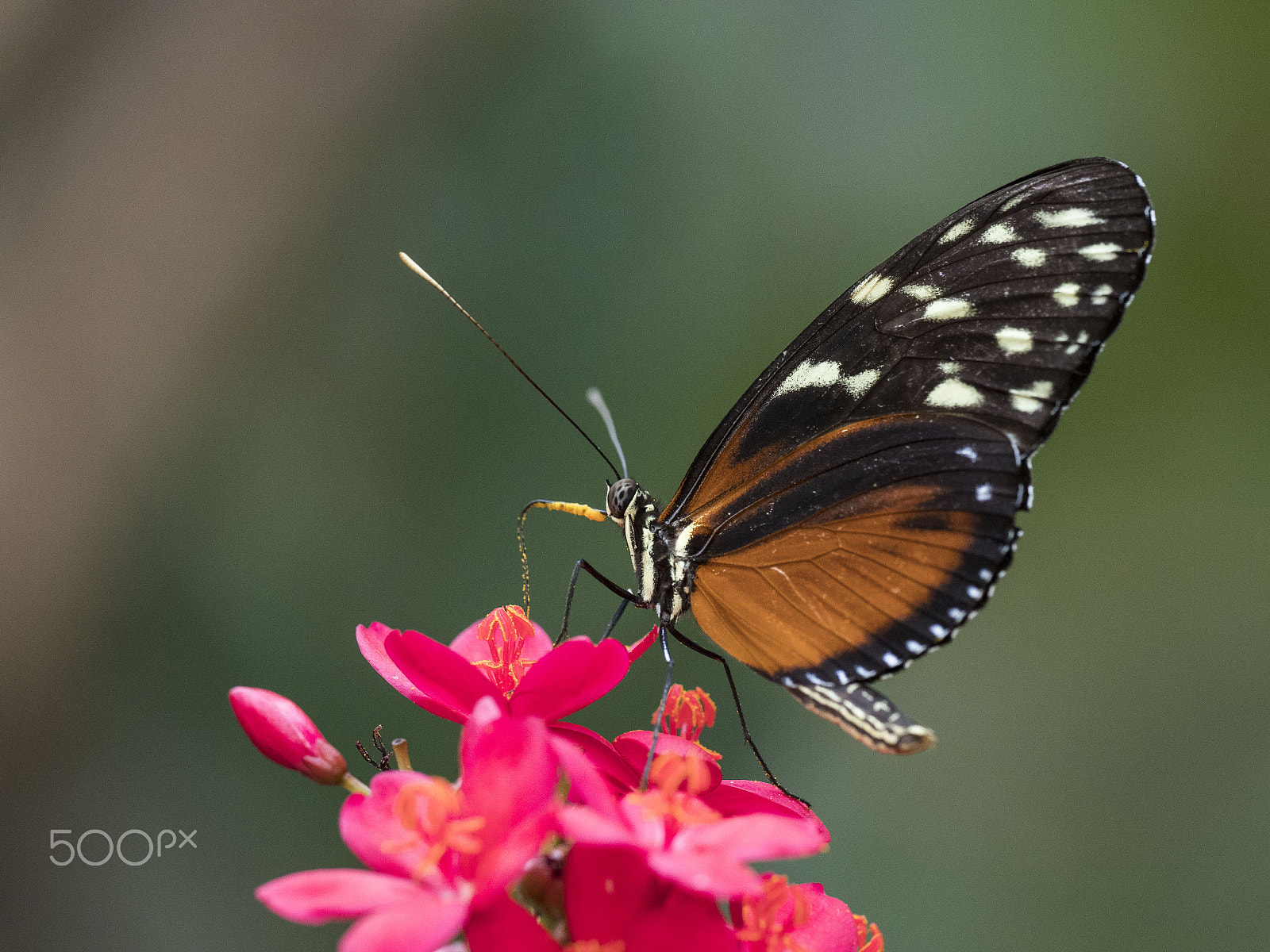 Olympus OM-D E-M1 Mark II sample photo. Heliconius ismenius photography