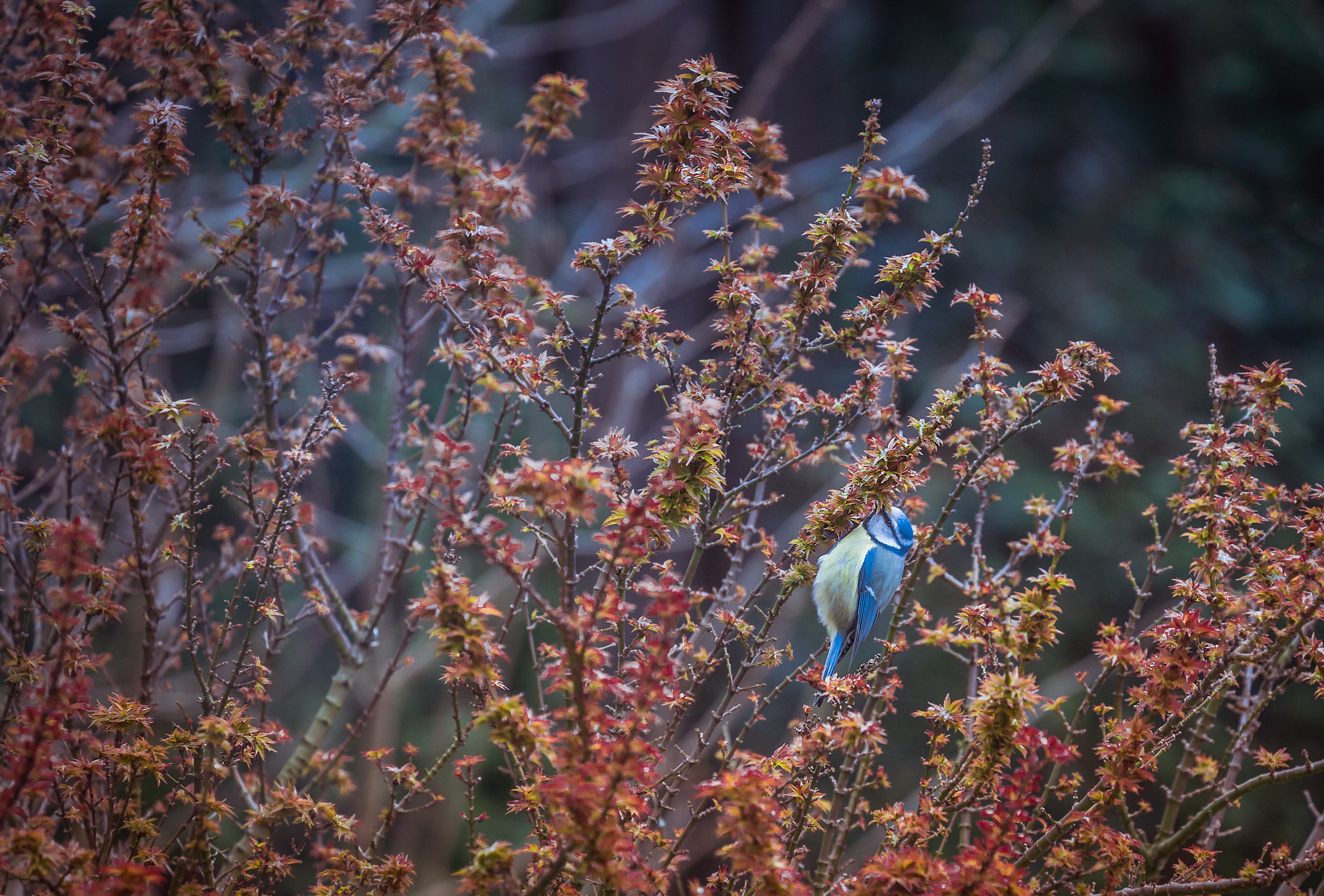 Canon EF 70-300mm F4-5.6L IS USM sample photo. Eurasian blue tit photography