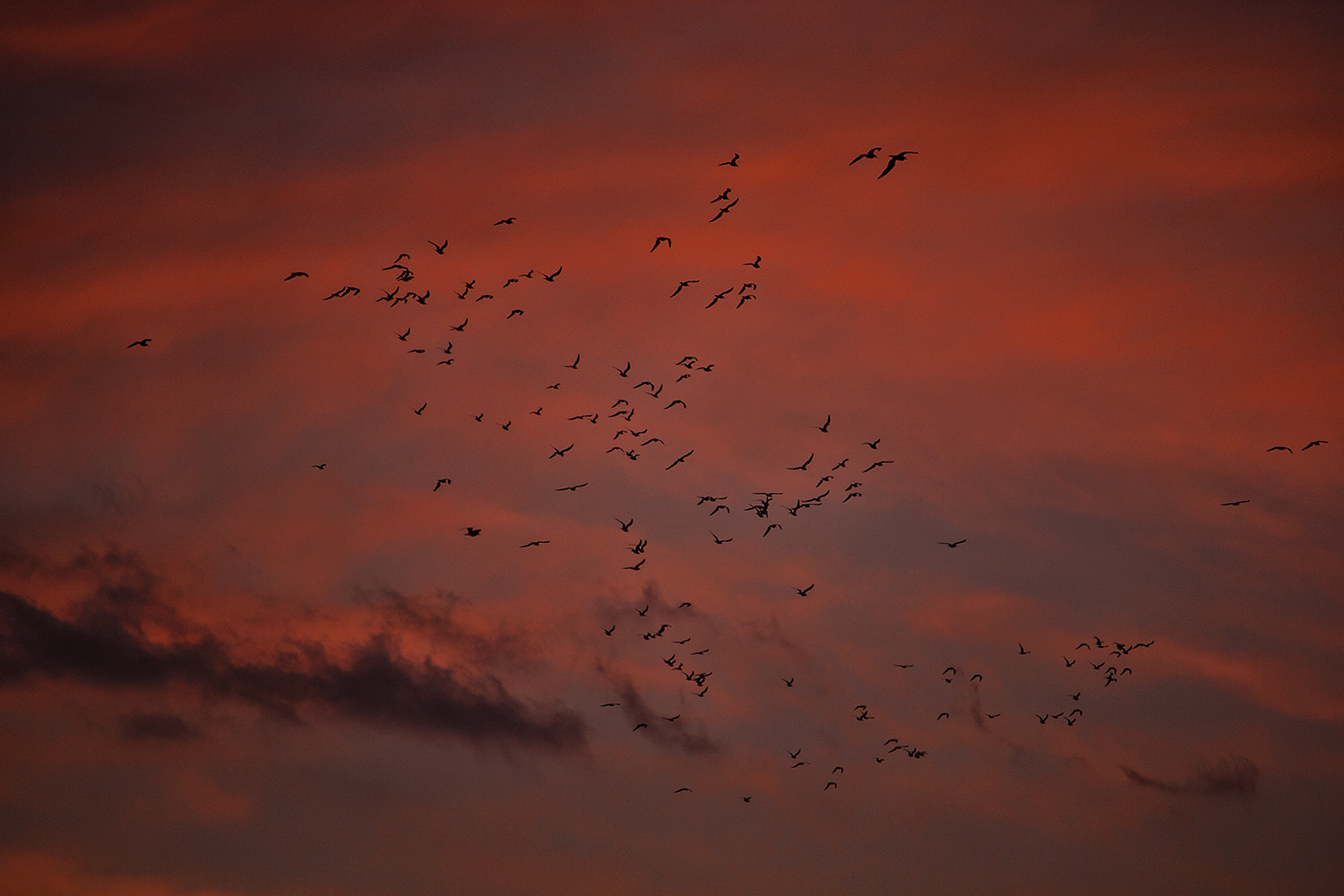 Canon EF-S 55-250mm F4-5.6 IS STM sample photo. Fly high photography