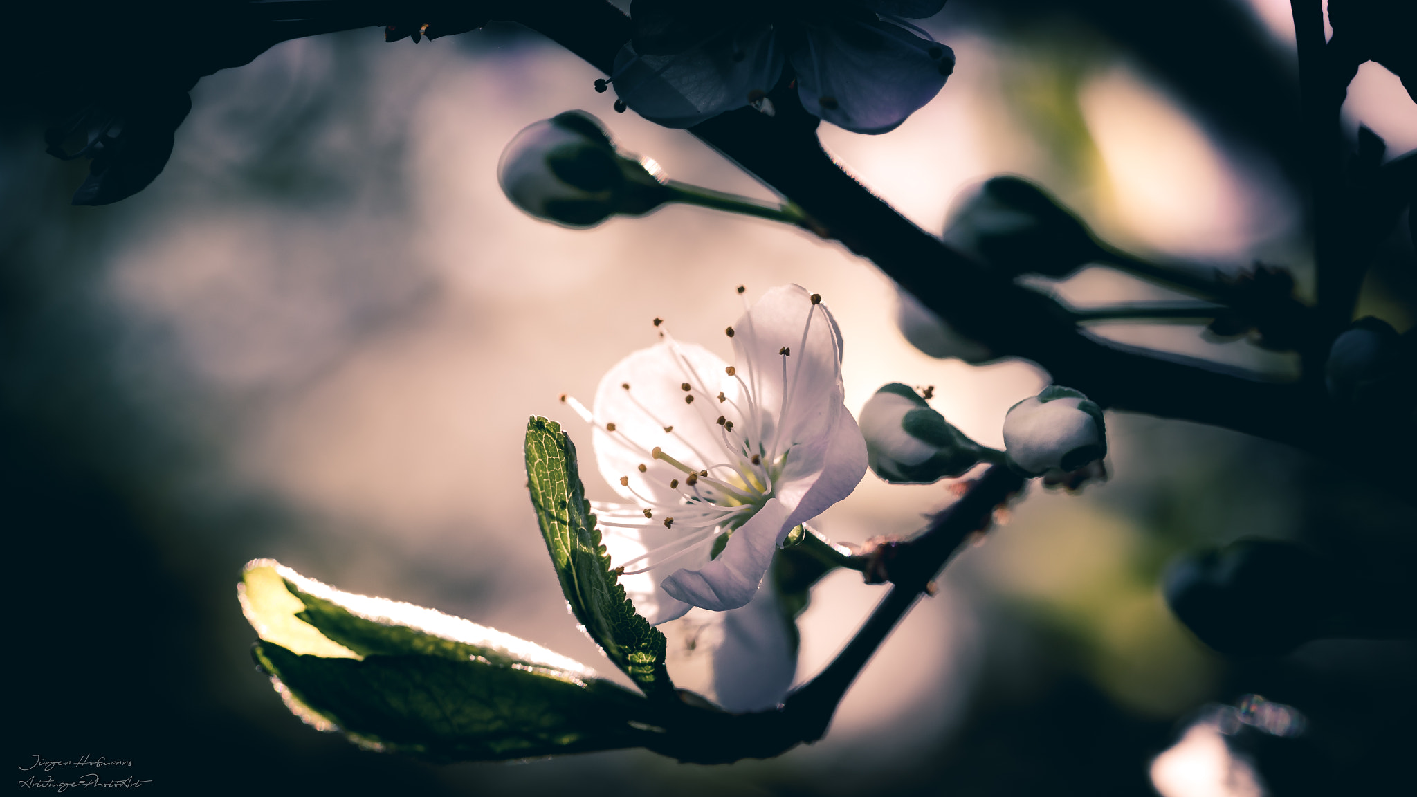 Canon EF 100mm F2.8L Macro IS USM sample photo. Spring blossom photography