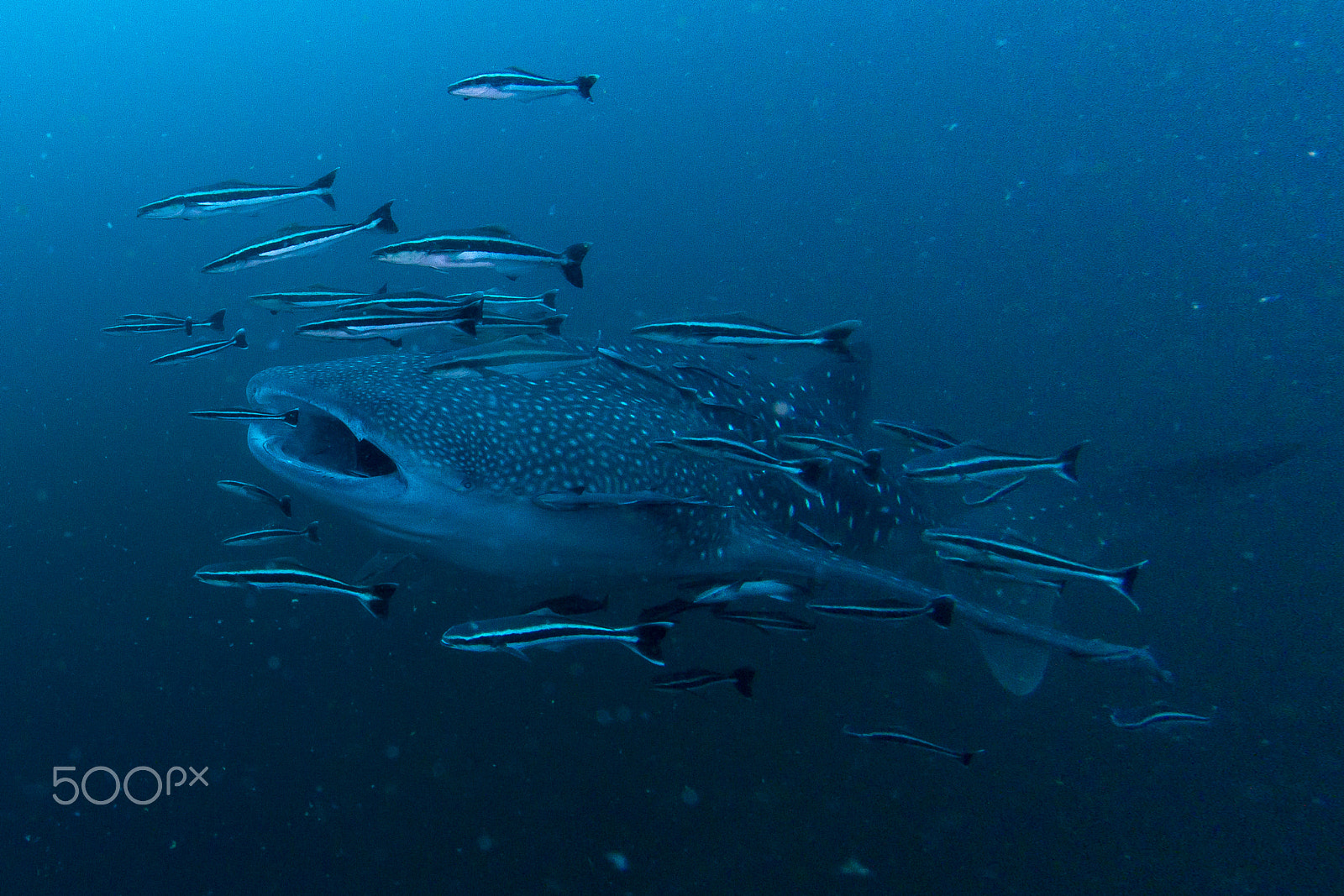 Tokina AT-X 10-17mm F3.5-4.5 DX Fisheye sample photo. Andaman sea photography