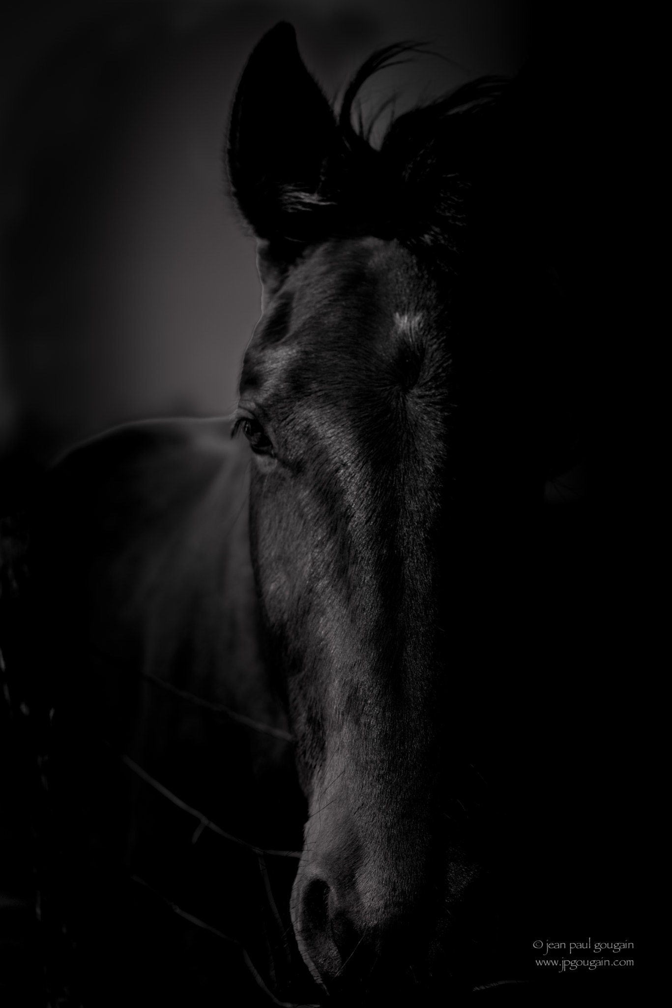 Nikon AF-S Nikkor 70-200mm F4G ED VR sample photo. Equ_idée noire ... photography