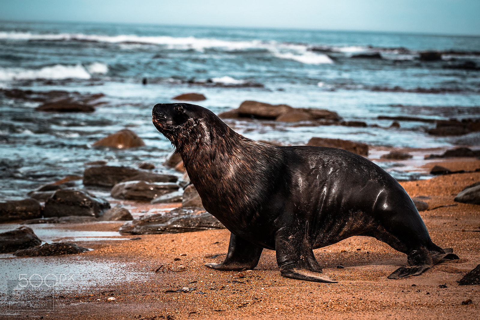 Canon EOS-1D X Mark II sample photo. Sea lyon photography