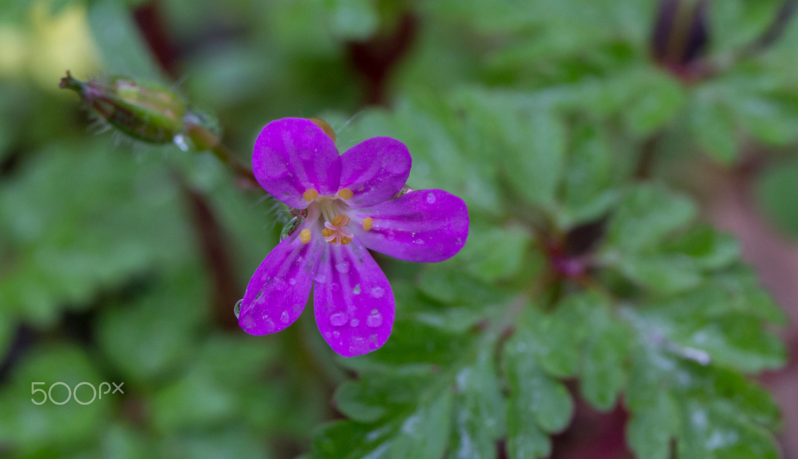 Canon EF 24-70mm F4L IS USM sample photo. Little purple flower photography