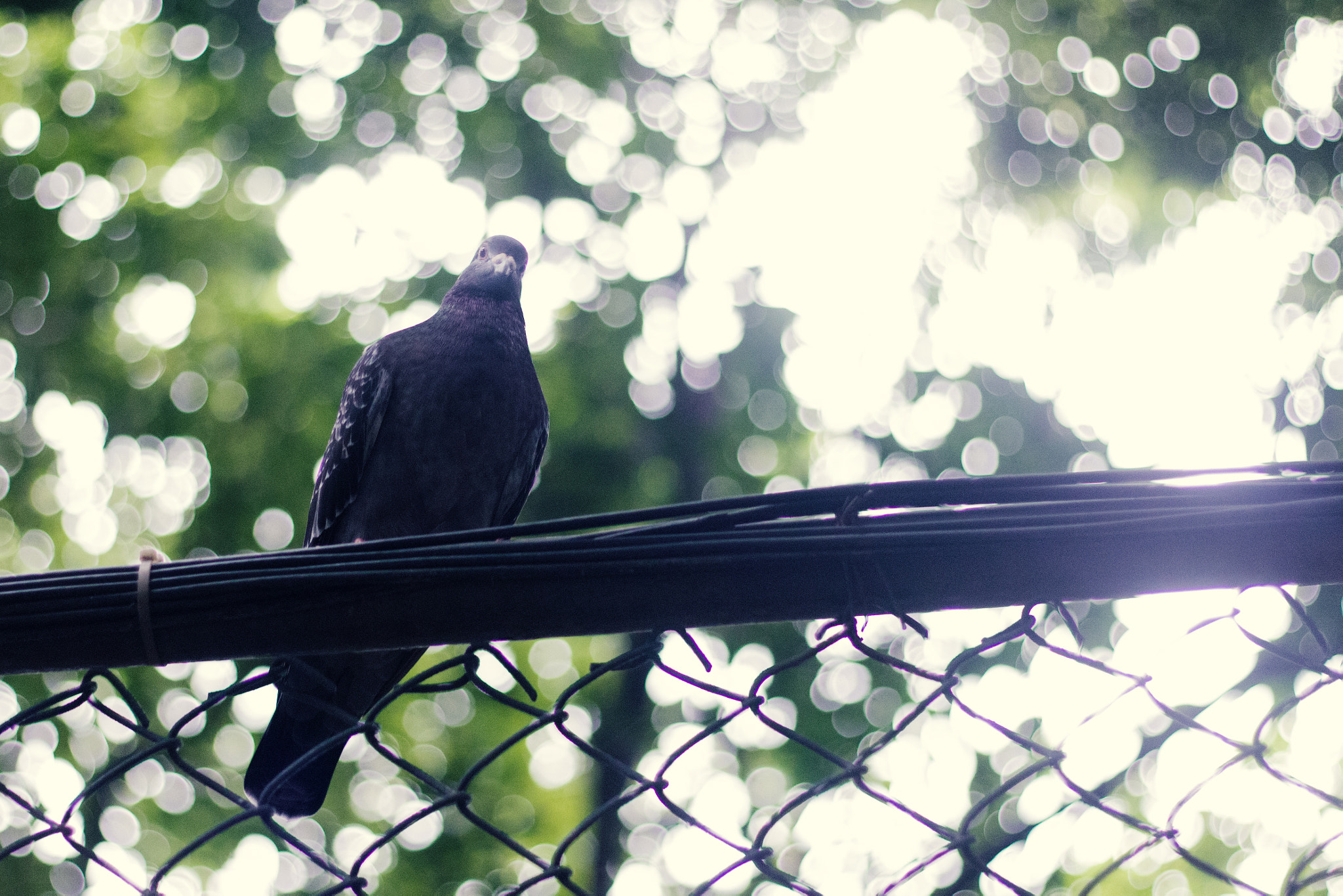 Canon EOS 700D (EOS Rebel T5i / EOS Kiss X7i) + Canon EF 50mm F1.8 II sample photo. 鸽子 photography