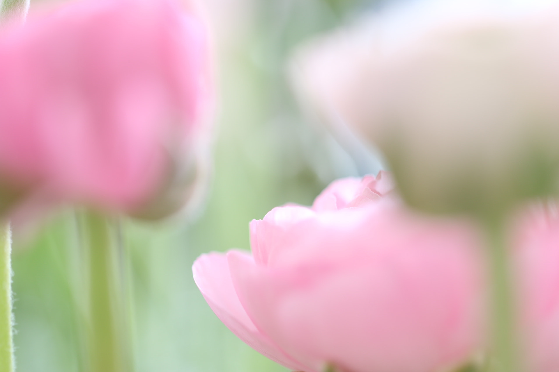 Canon EF 100mm F2.8L Macro IS USM sample photo. Spring iii photography