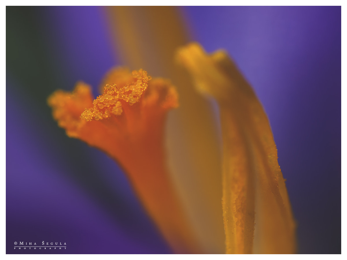 Nikon D7100 sample photo. (509) photography