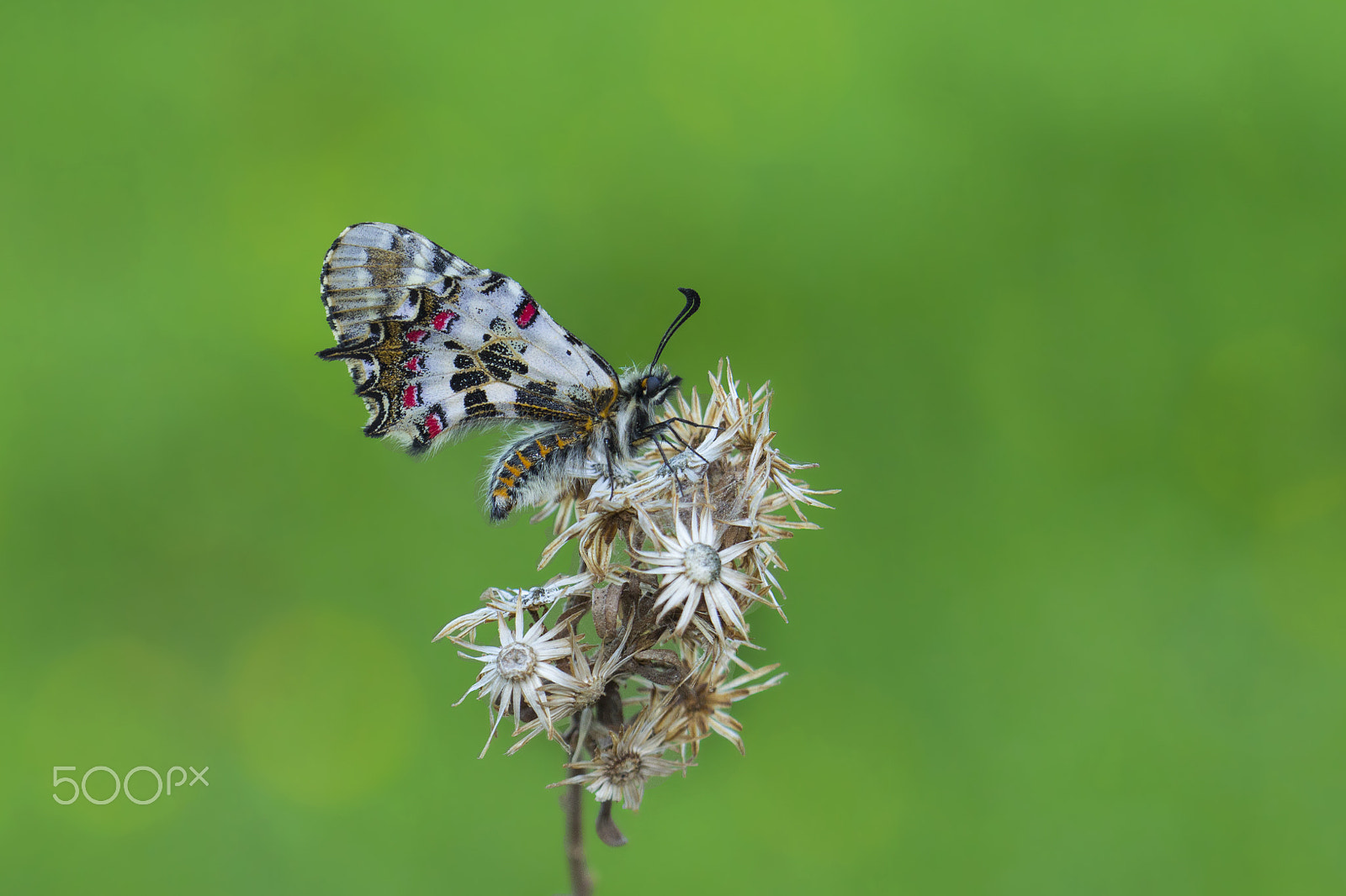 Canon EF 100mm F2.8 Macro USM sample photo. Orman fistosu photography