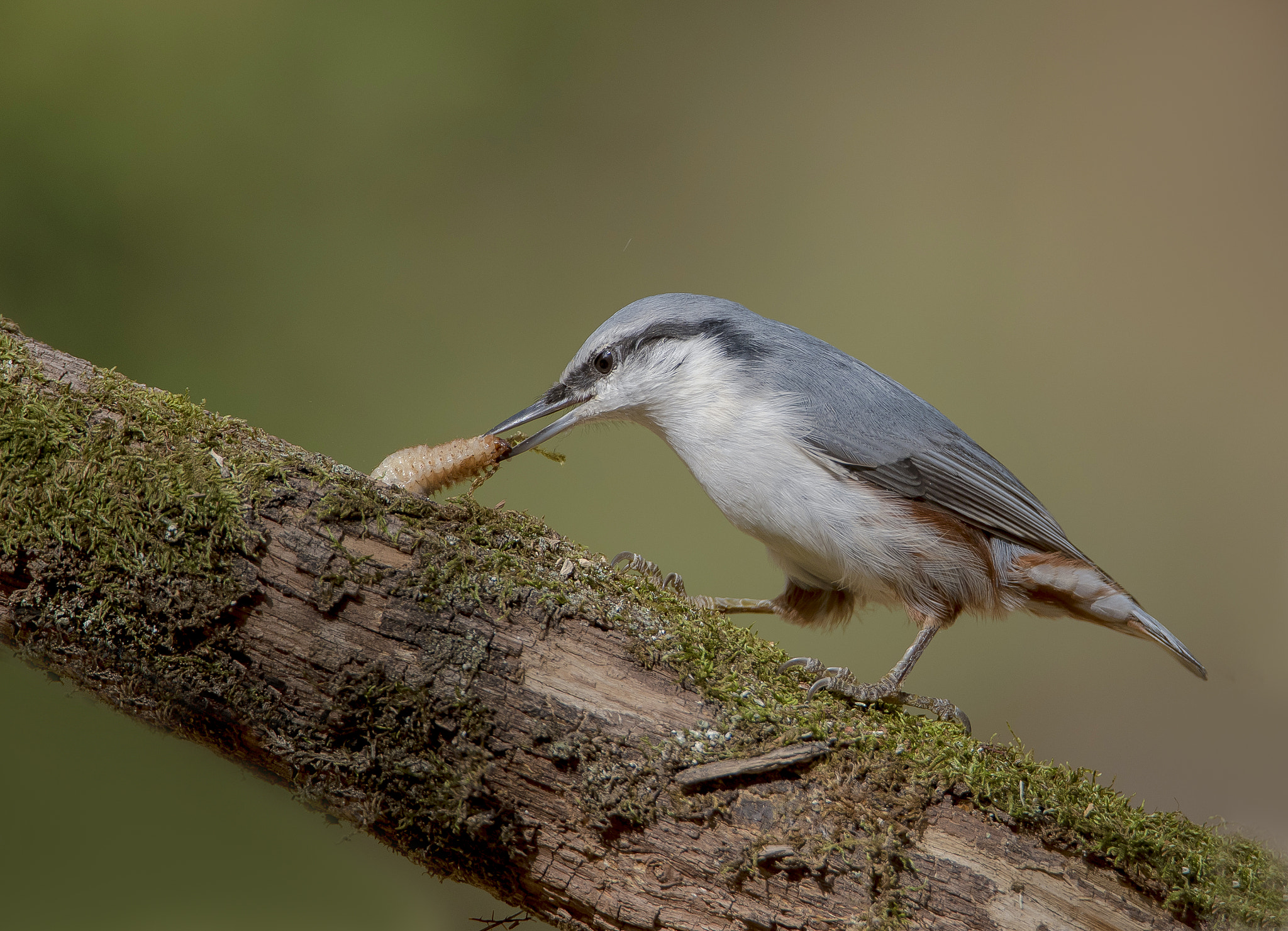 Nikon D750 + Tamron SP 150-600mm F5-6.3 Di VC USD sample photo. Good breakfast photography