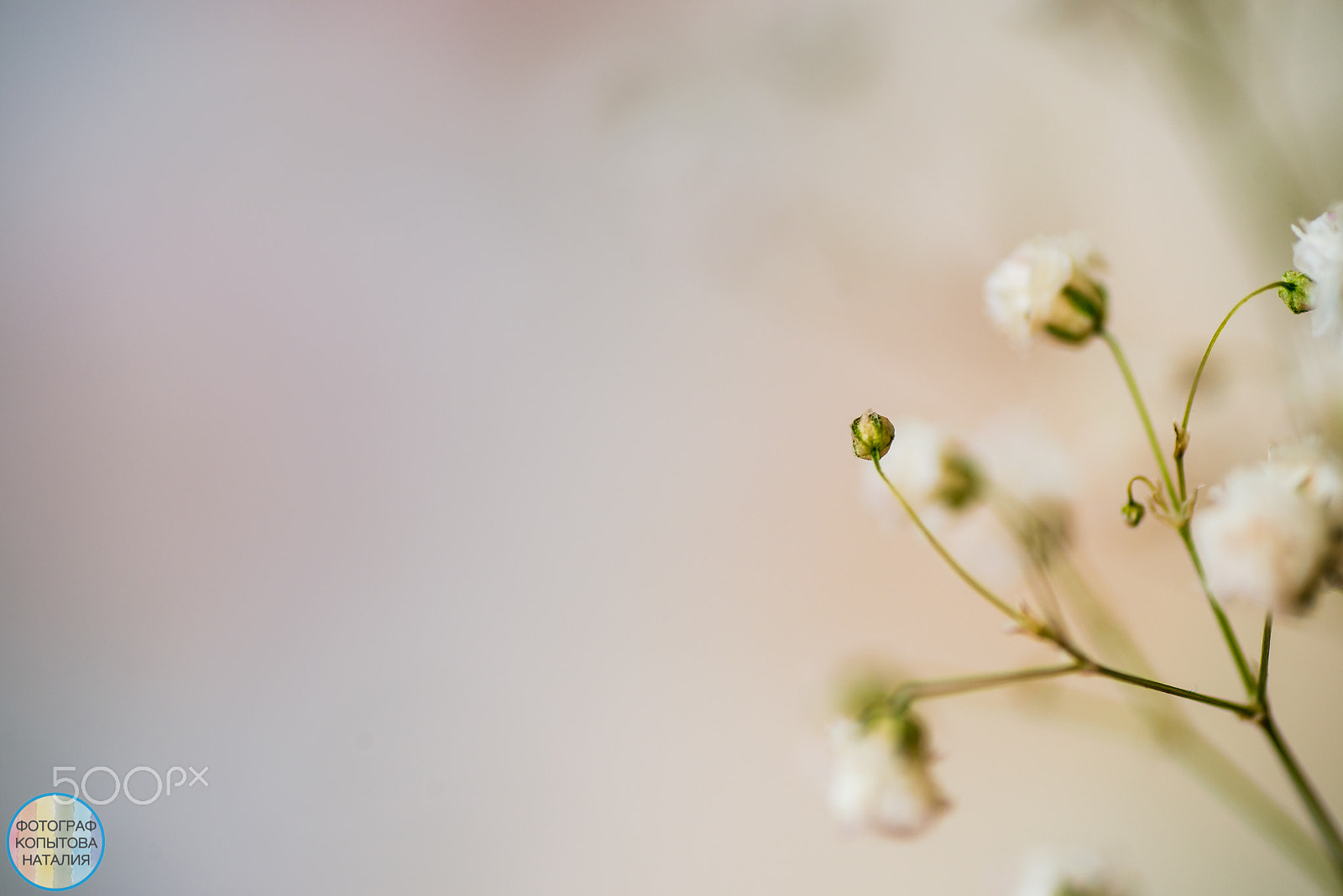 Nikon D800 sample photo. Macro flowers photography