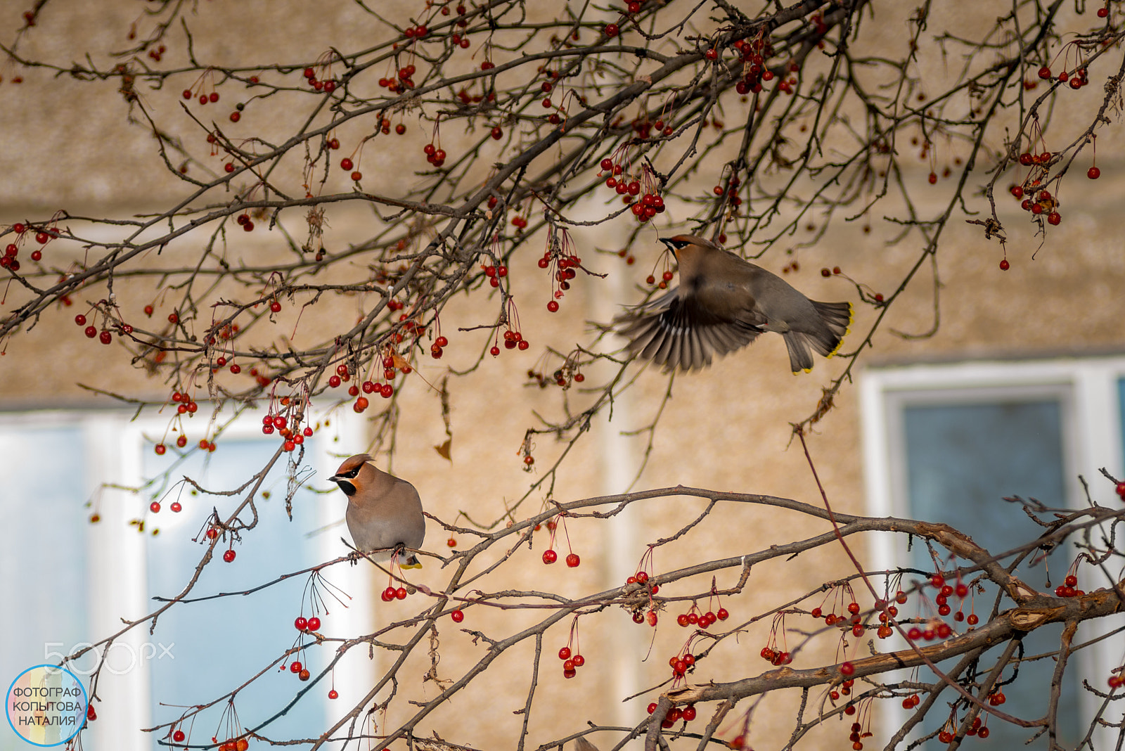 Nikon D800 sample photo. Birds photography
