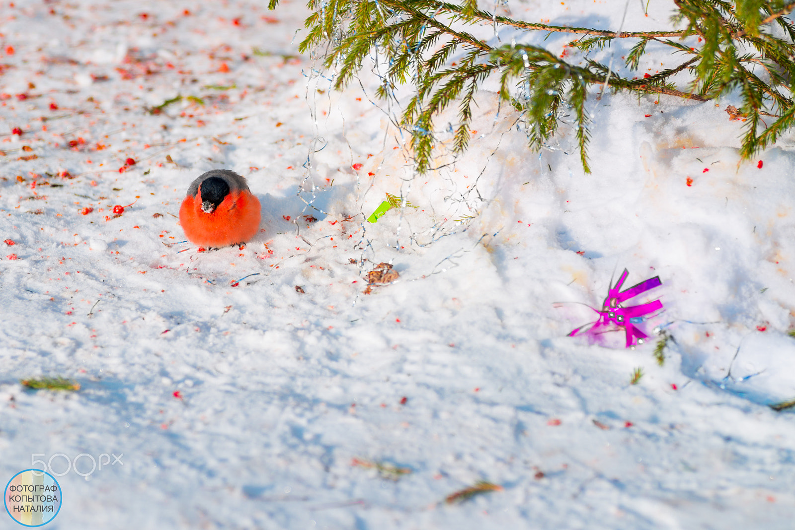 Nikon D800 sample photo. Снигирь photography