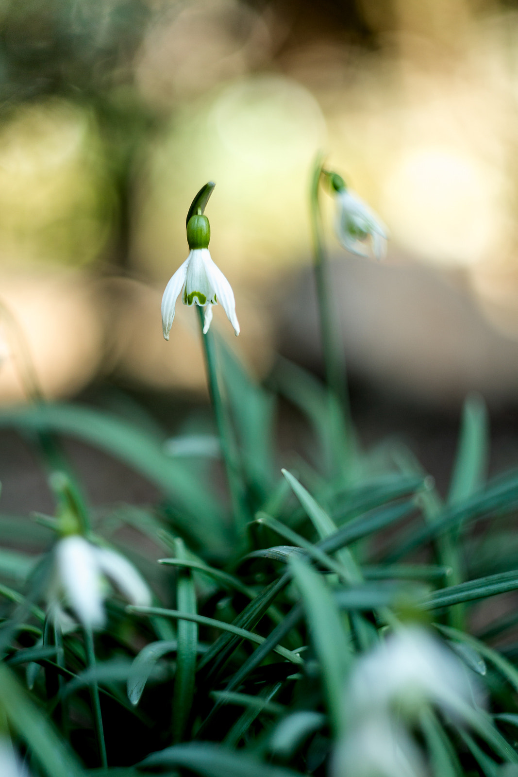 Canon EF 35-80mm f/4-5.6 sample photo. * photography
