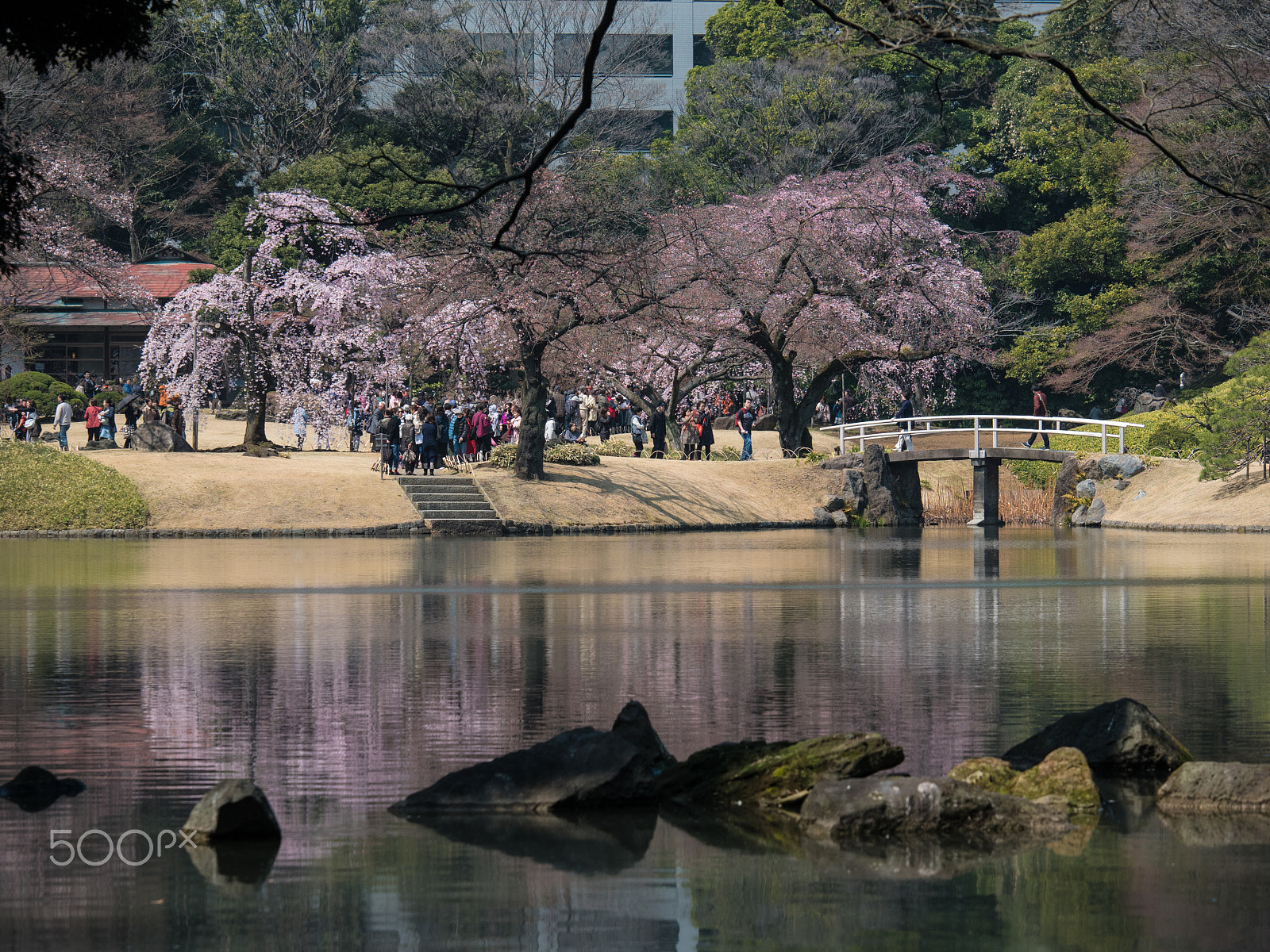 Panasonic Lumix DC-GH5 sample photo. First cherry blossom photography