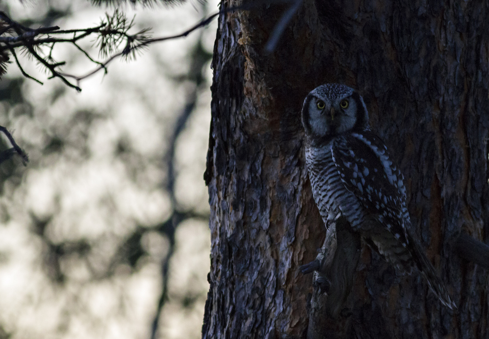 Canon EF 400mm F5.6L USM sample photo. Silent eyes photography