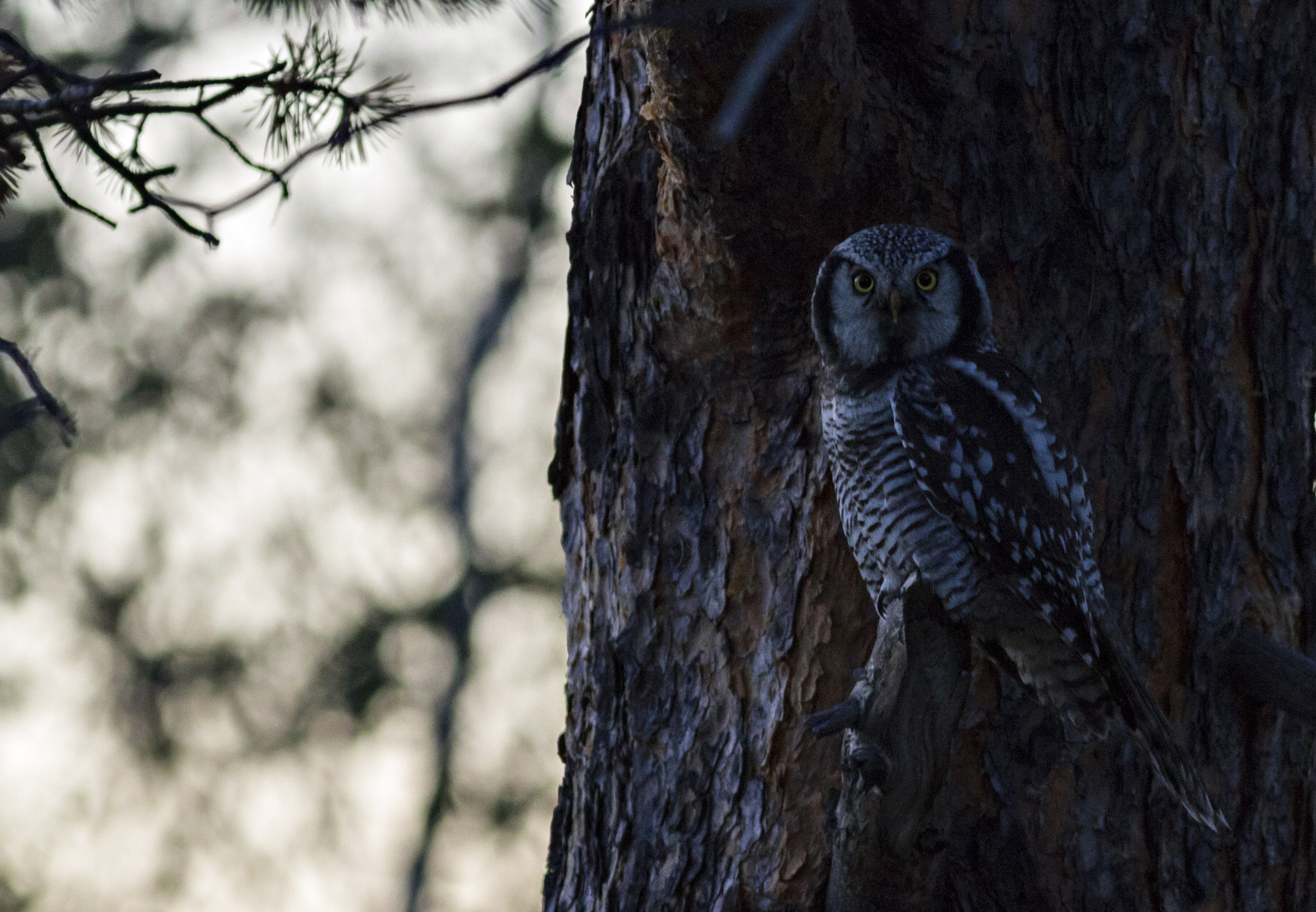 Canon EOS 7D + Canon EF 400mm F5.6L USM sample photo. Silent eyes photography